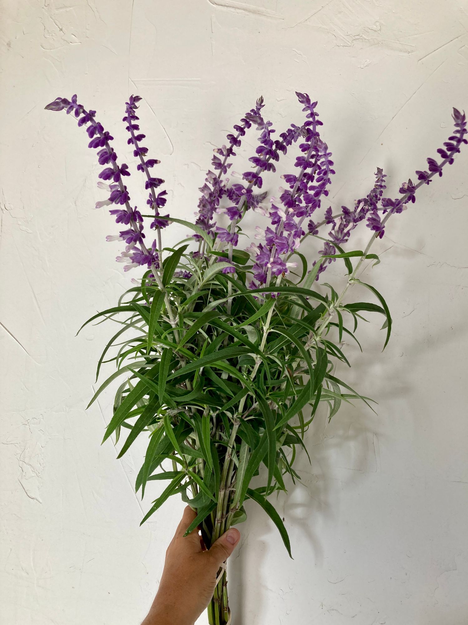 SALVIA leucantha