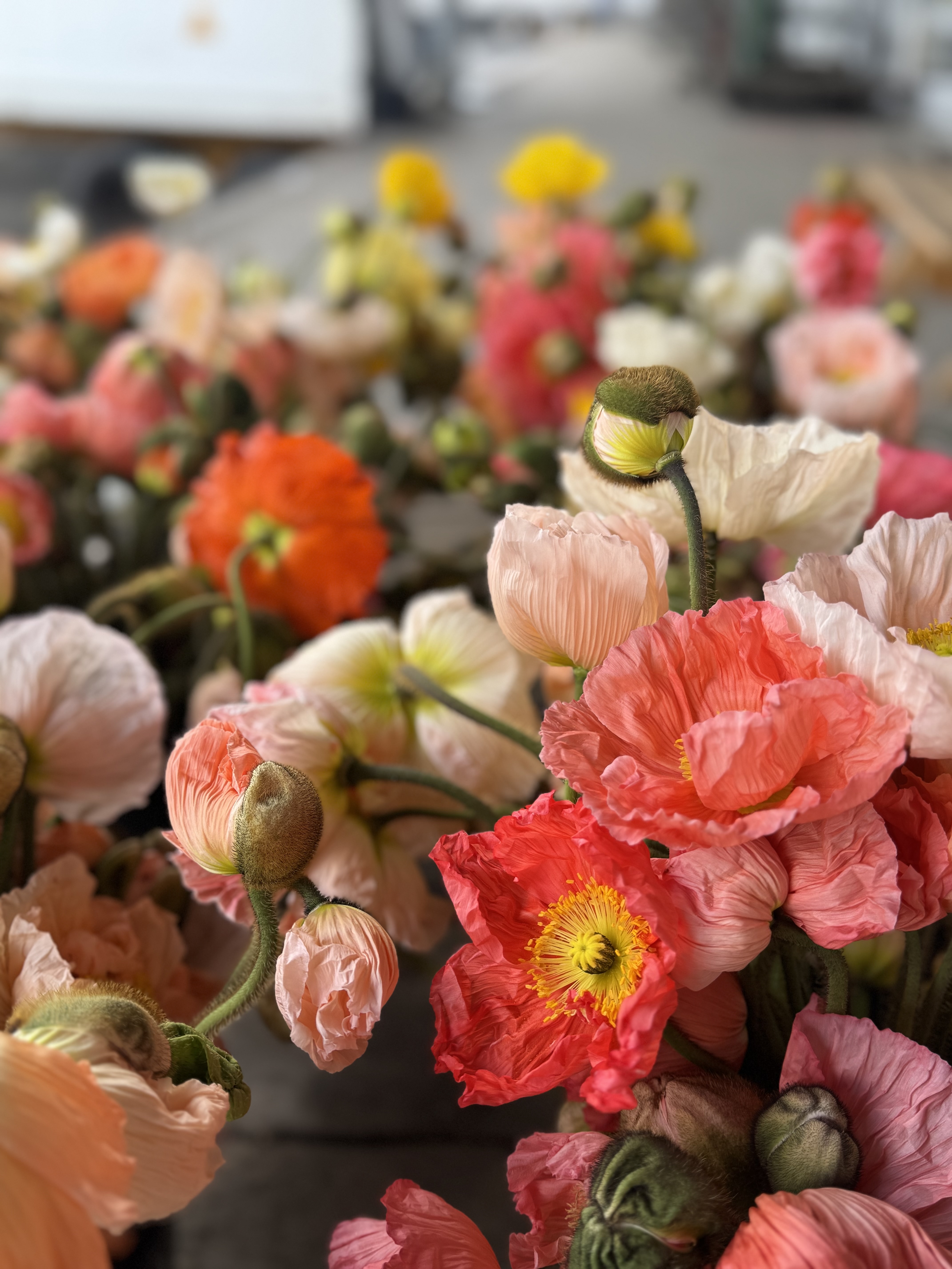 DVF - Flowers Banner
