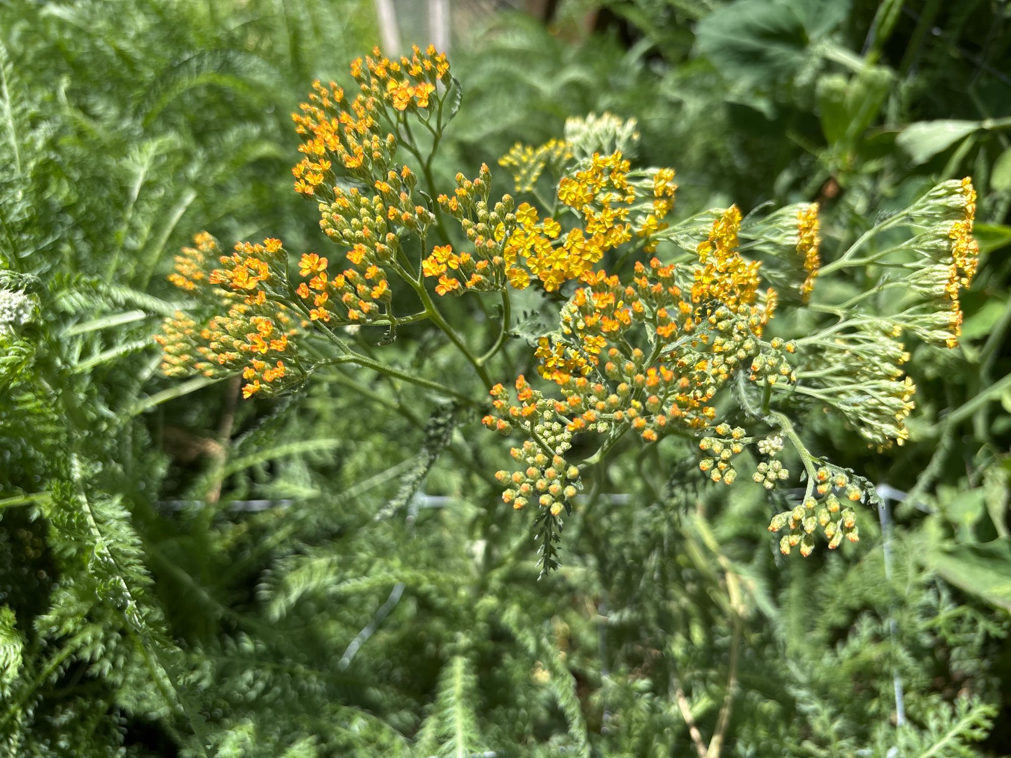 ACHILLEA millefolium Terracotta