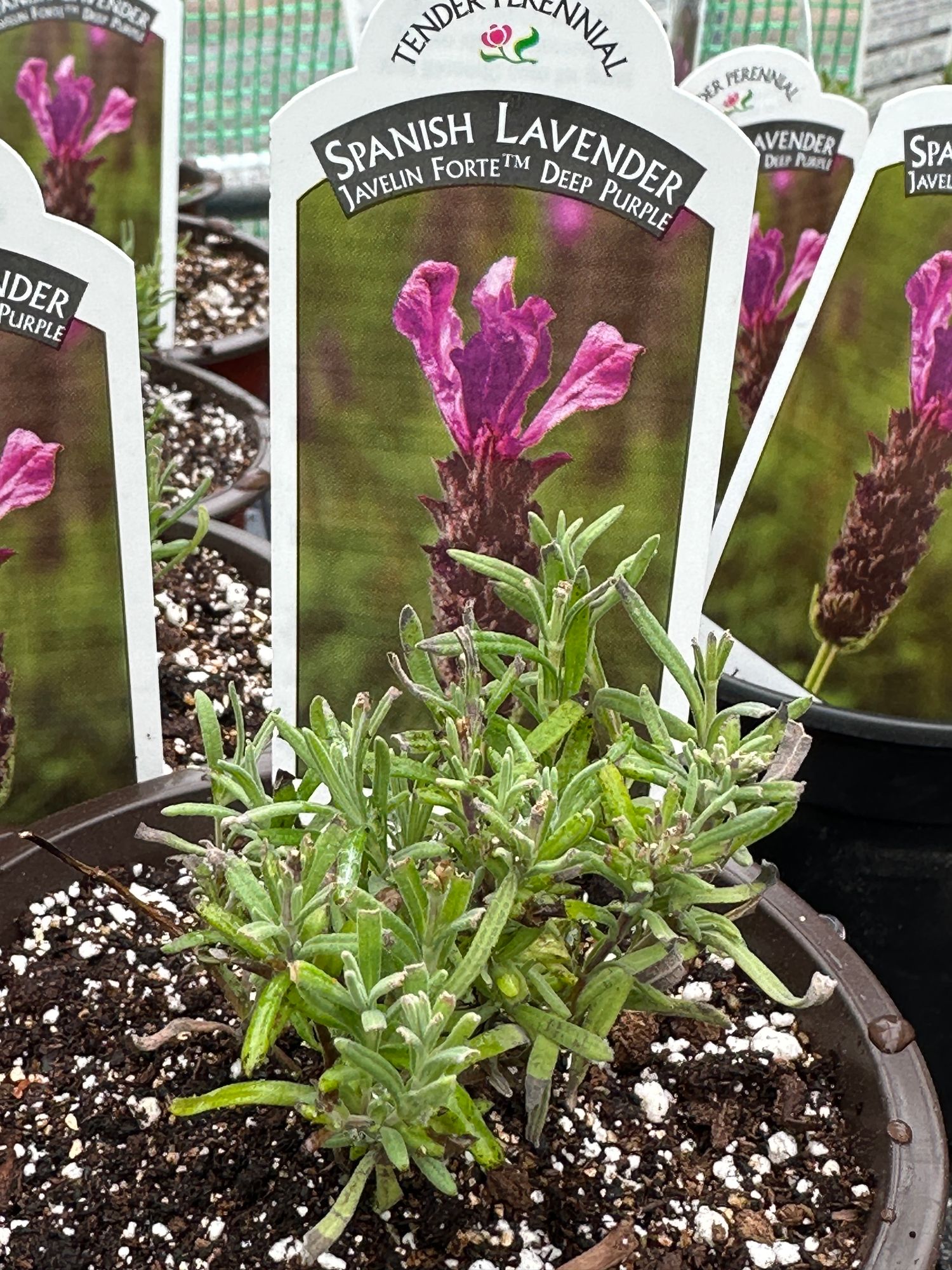 LAVANDULA JAVELIN FORTE PURPLE DEEP (TM) (SPANISH)