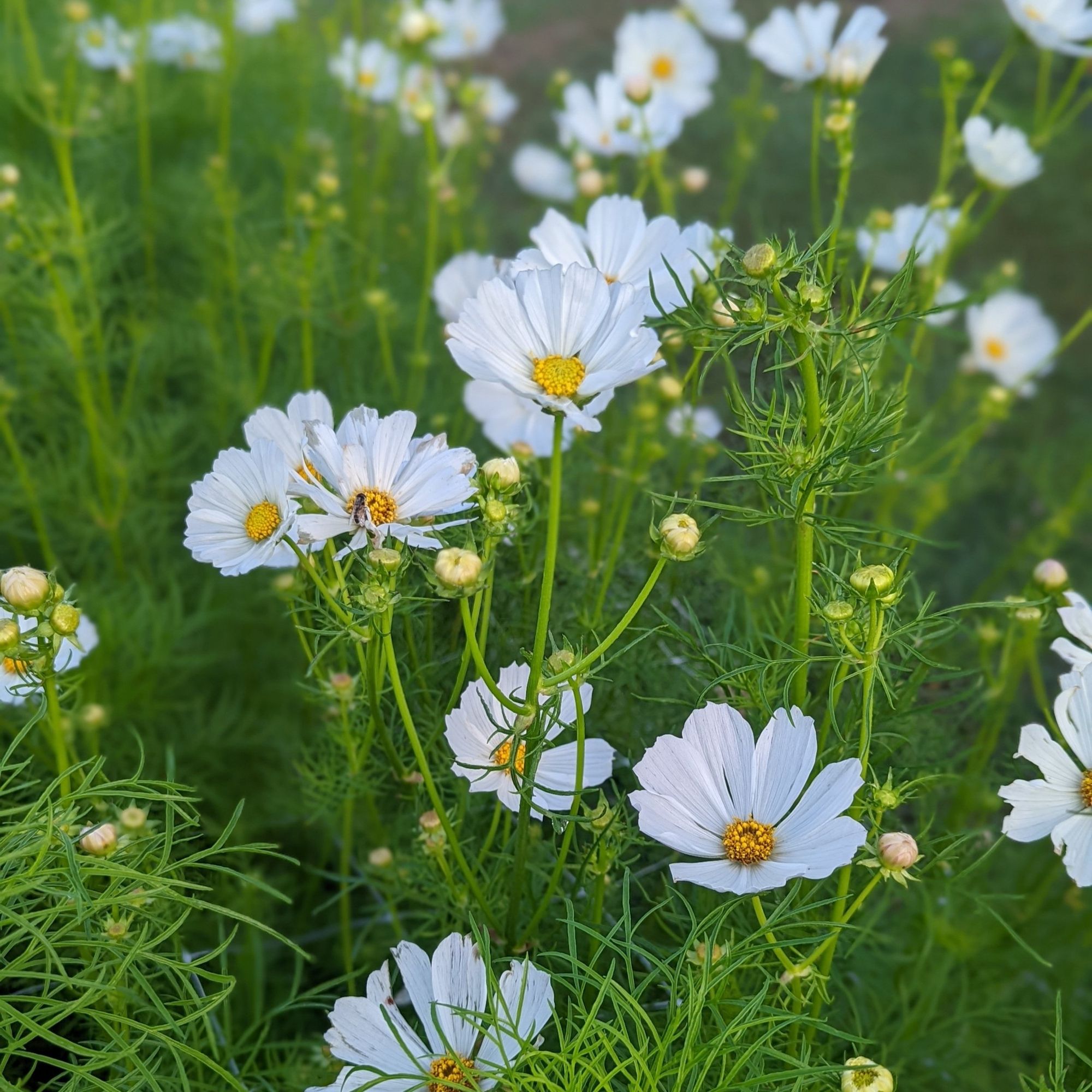 COSMOS bipinnatus Afternoon White