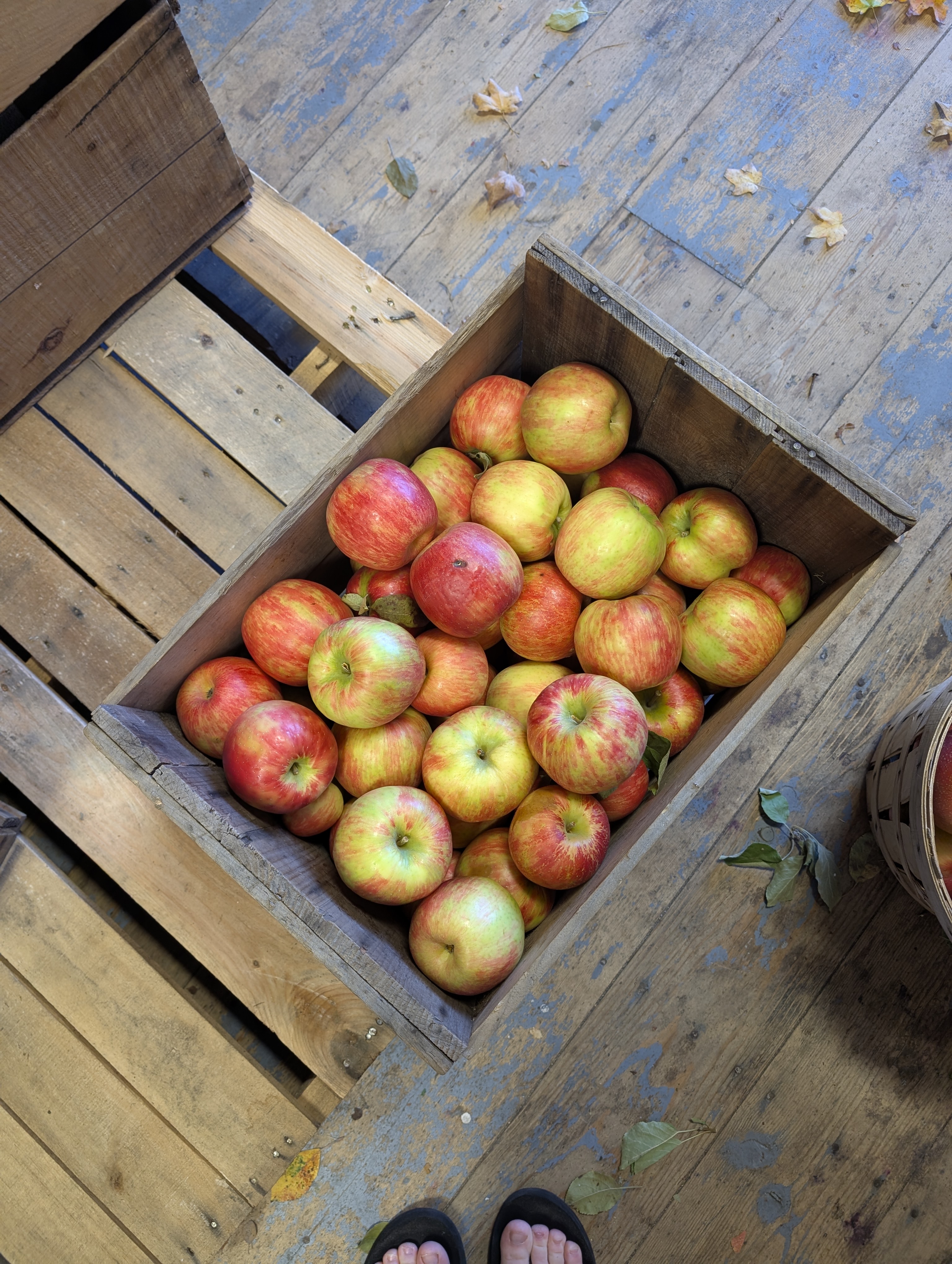 Red Apples