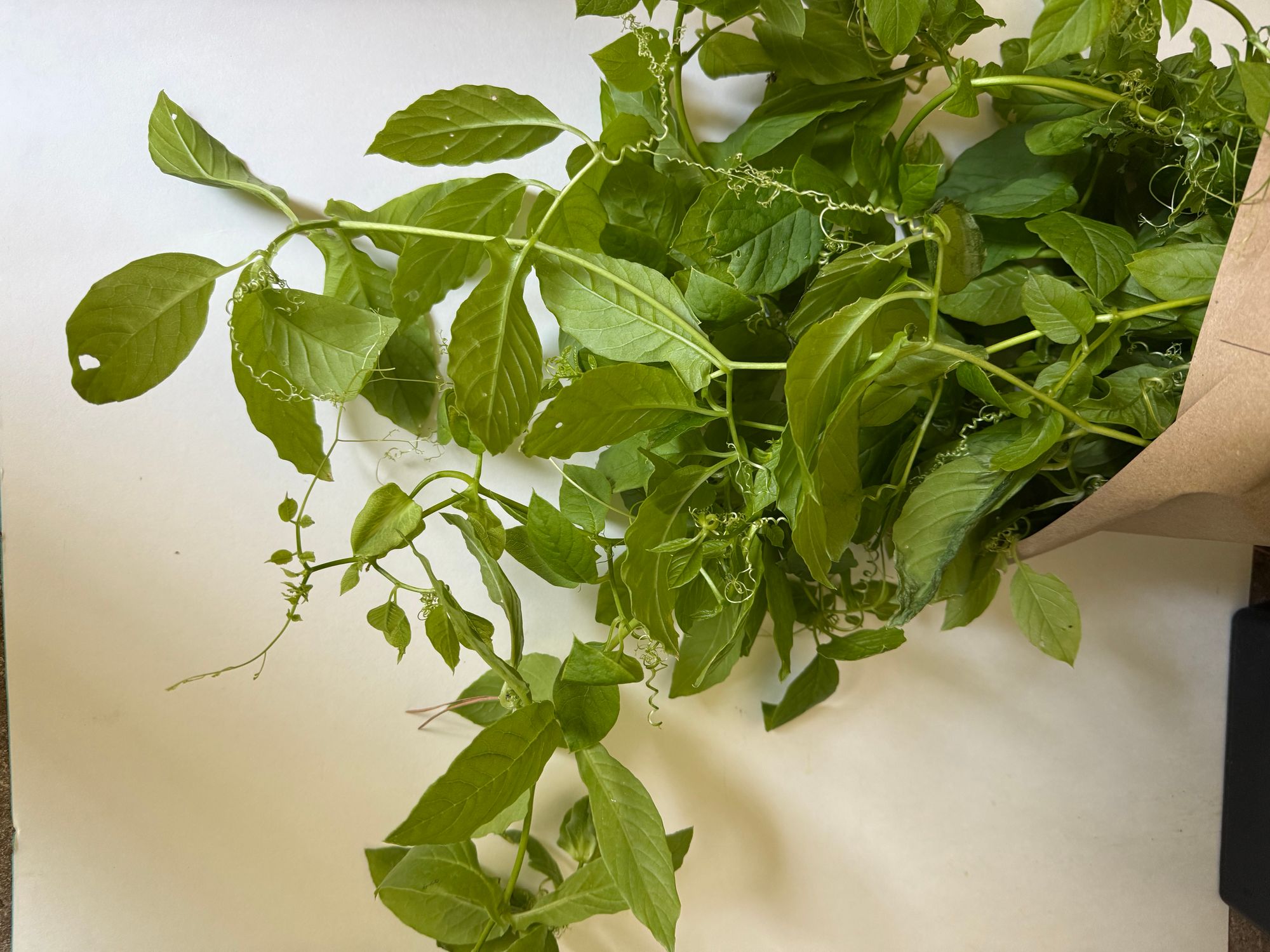 COBAEA scandens Alba