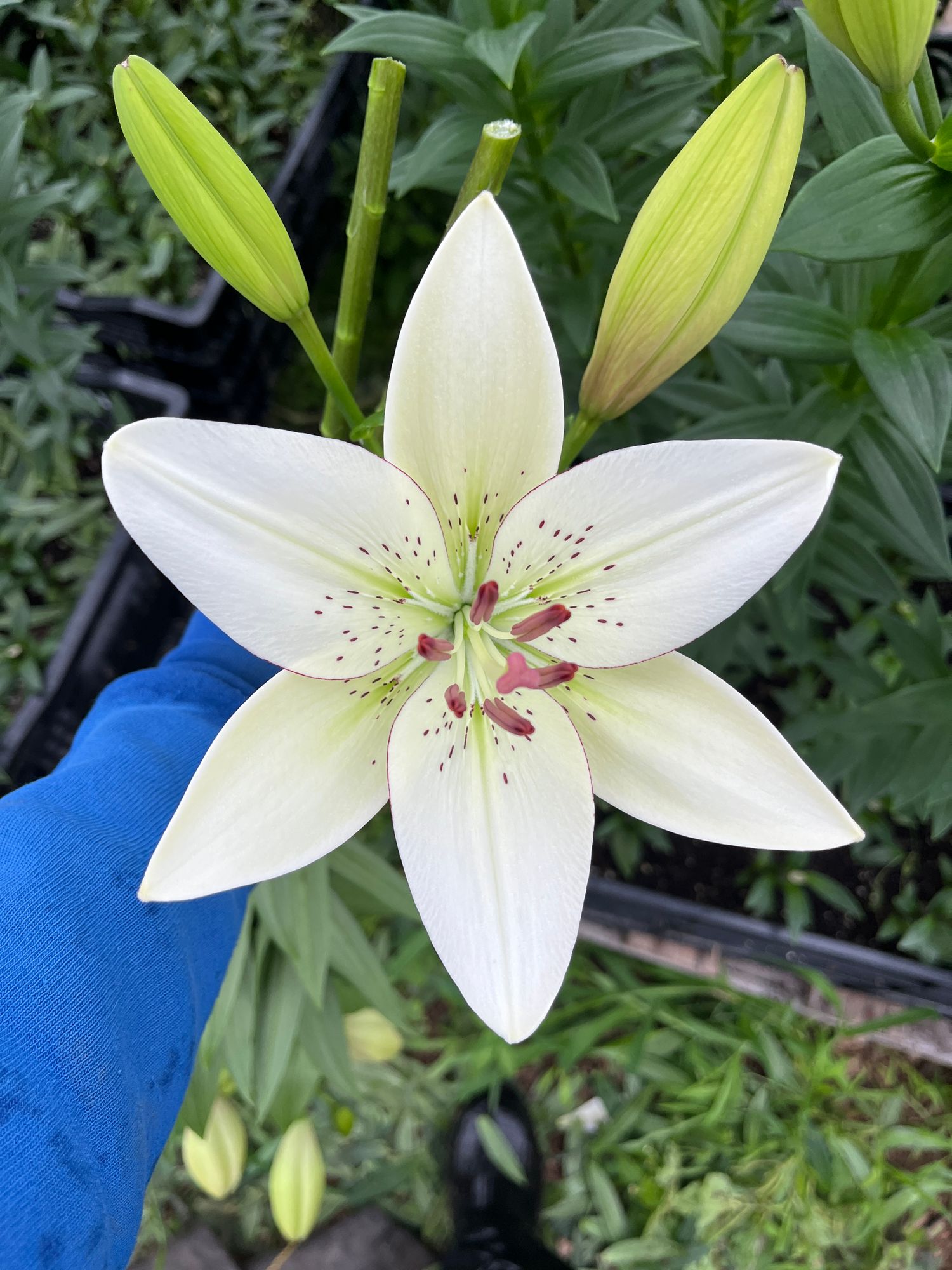 LILIUM longiflorum x asiatic Eyeliner