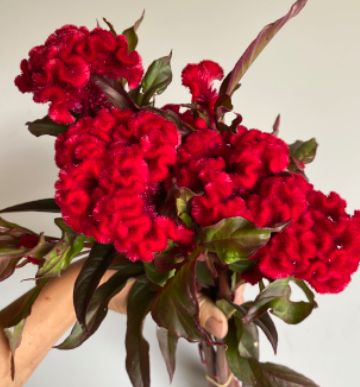 CELOSIA argentea cristata Reien