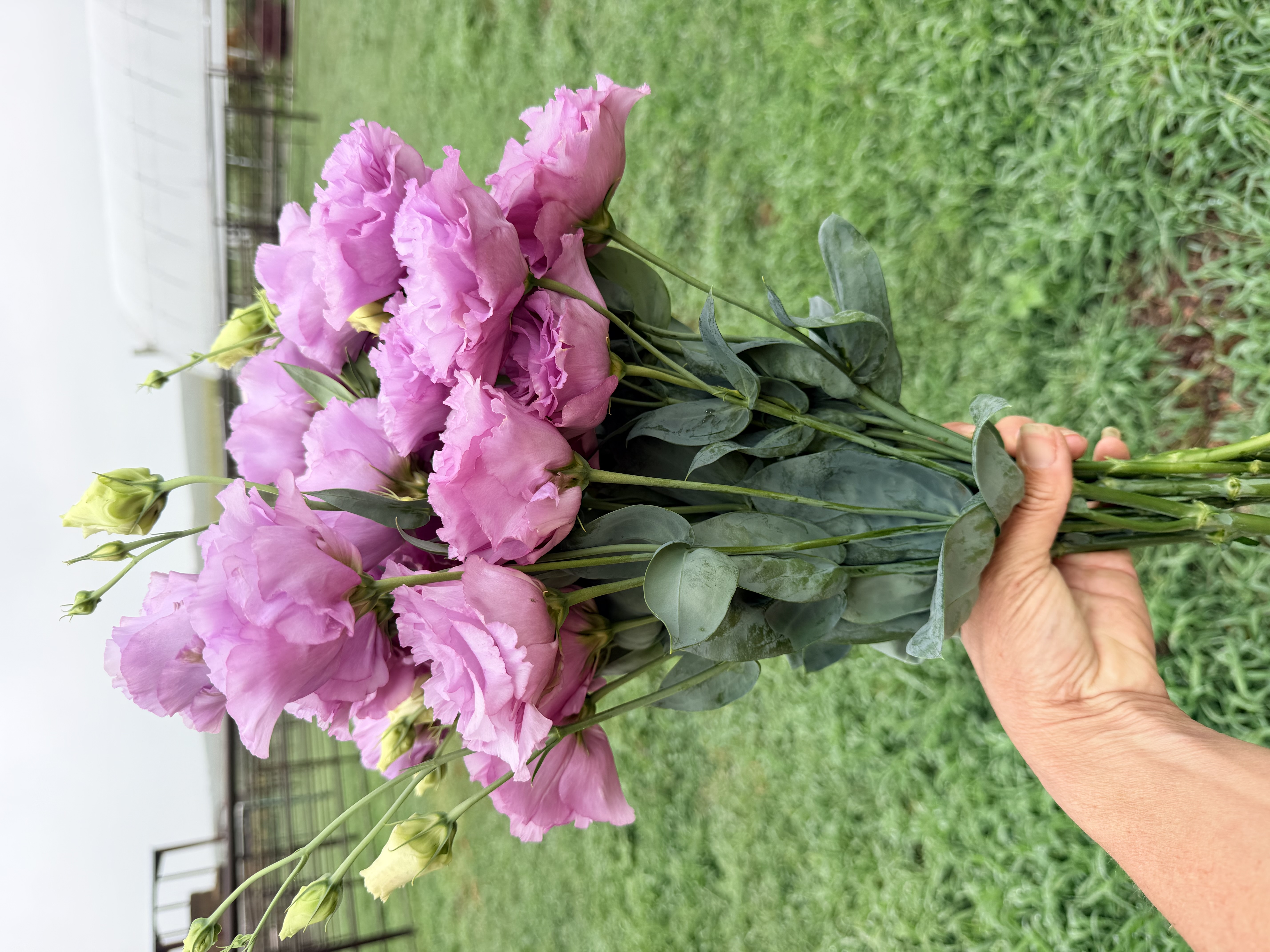 EUSTOMA grandiflorum