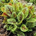 Red Veined Sorrel (Petite Leaf)