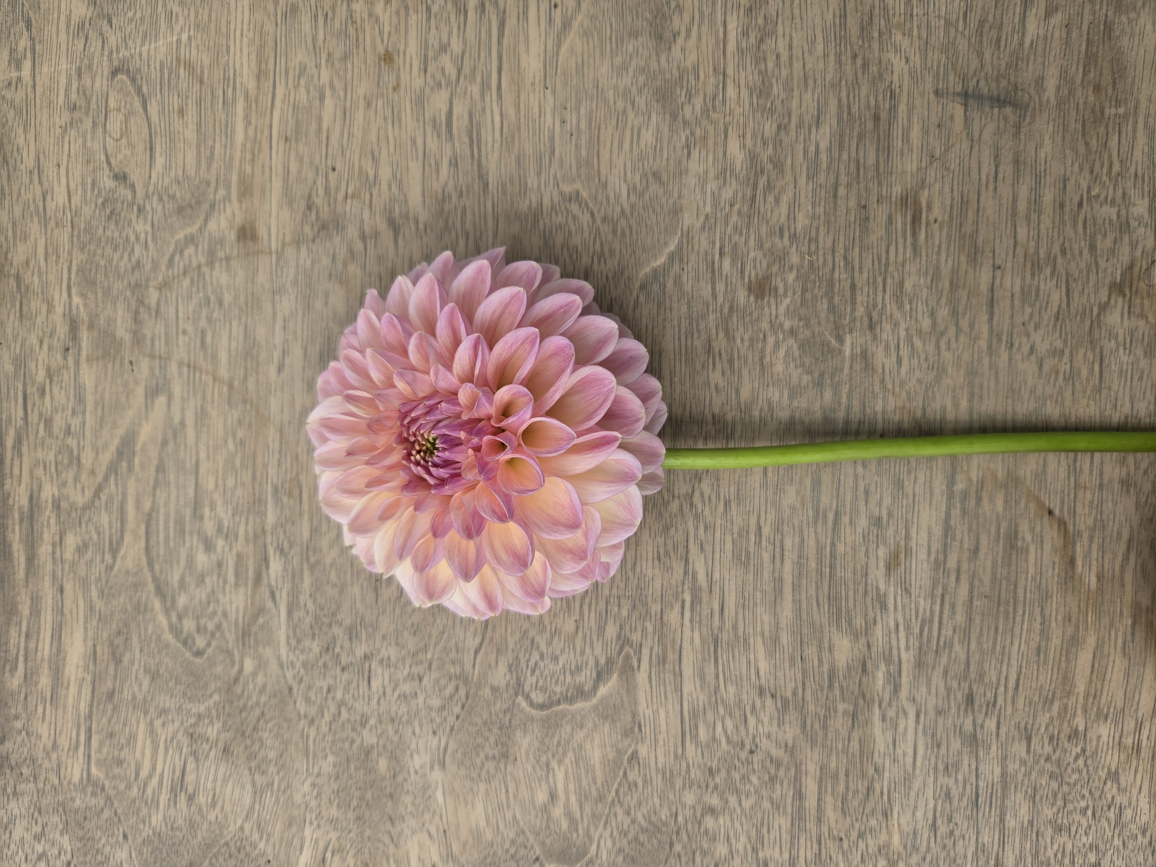 DAHLIA Clearview Peachy