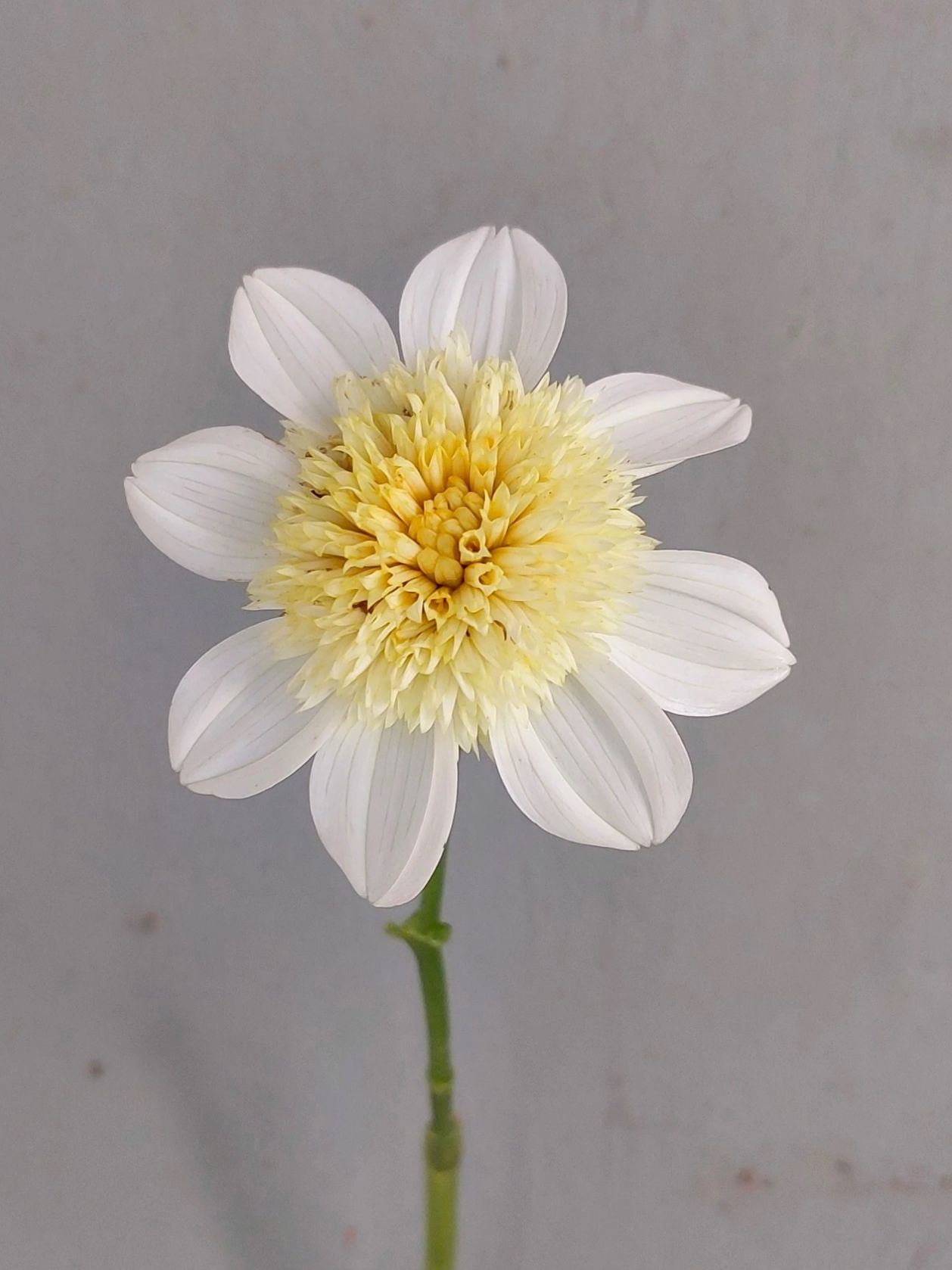 DAHLIA Platinum Blonde