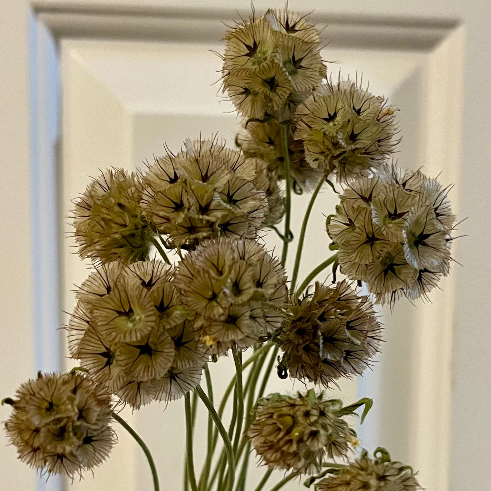 SCABIOSA stellata Ping Pong