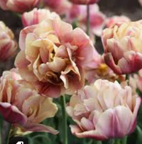 TULIPA La Belle Epoque