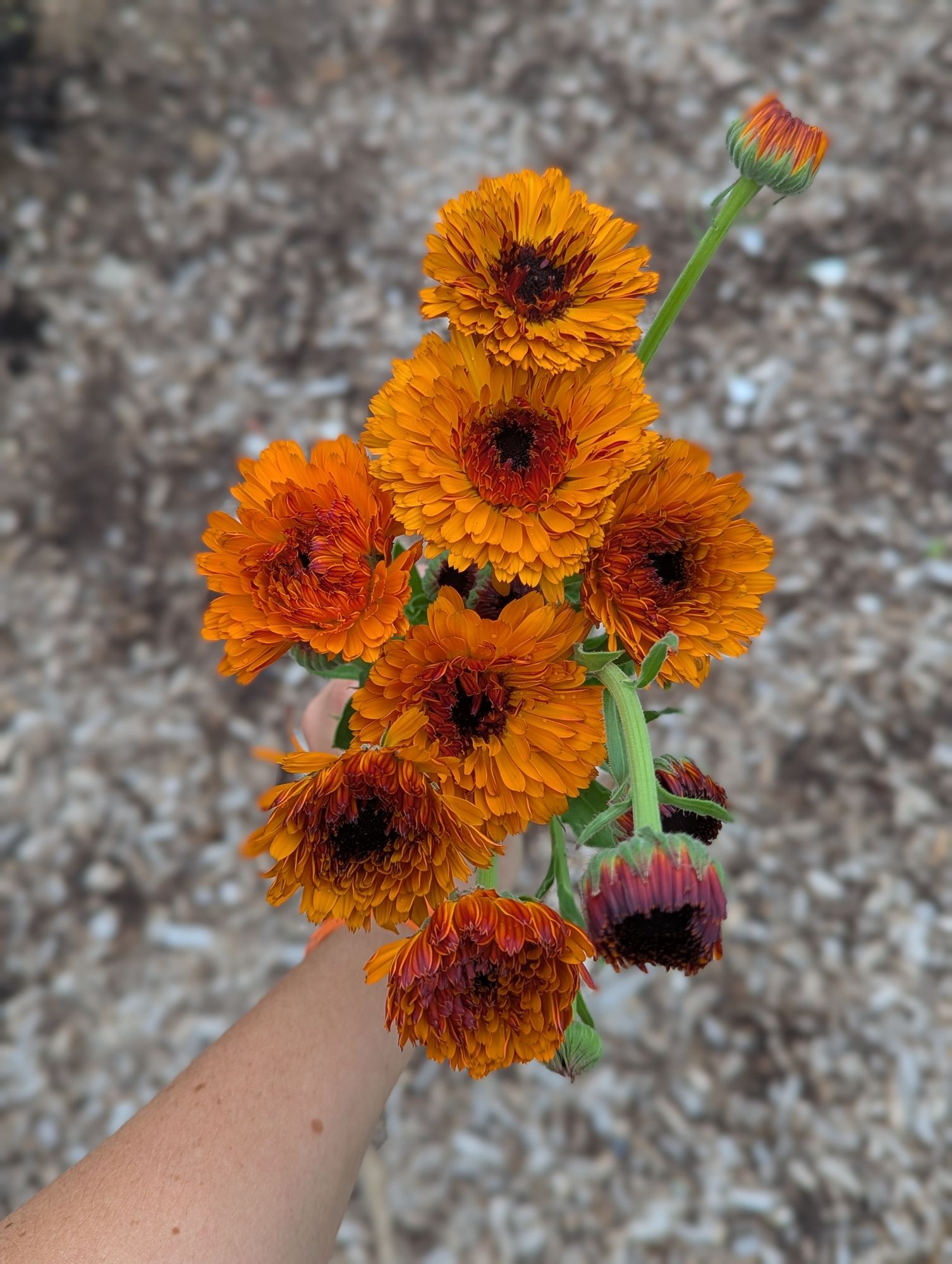 CALENDULA officinalis