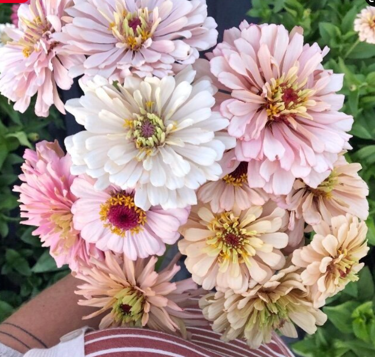 ZINNIA elegans Dawn Creek