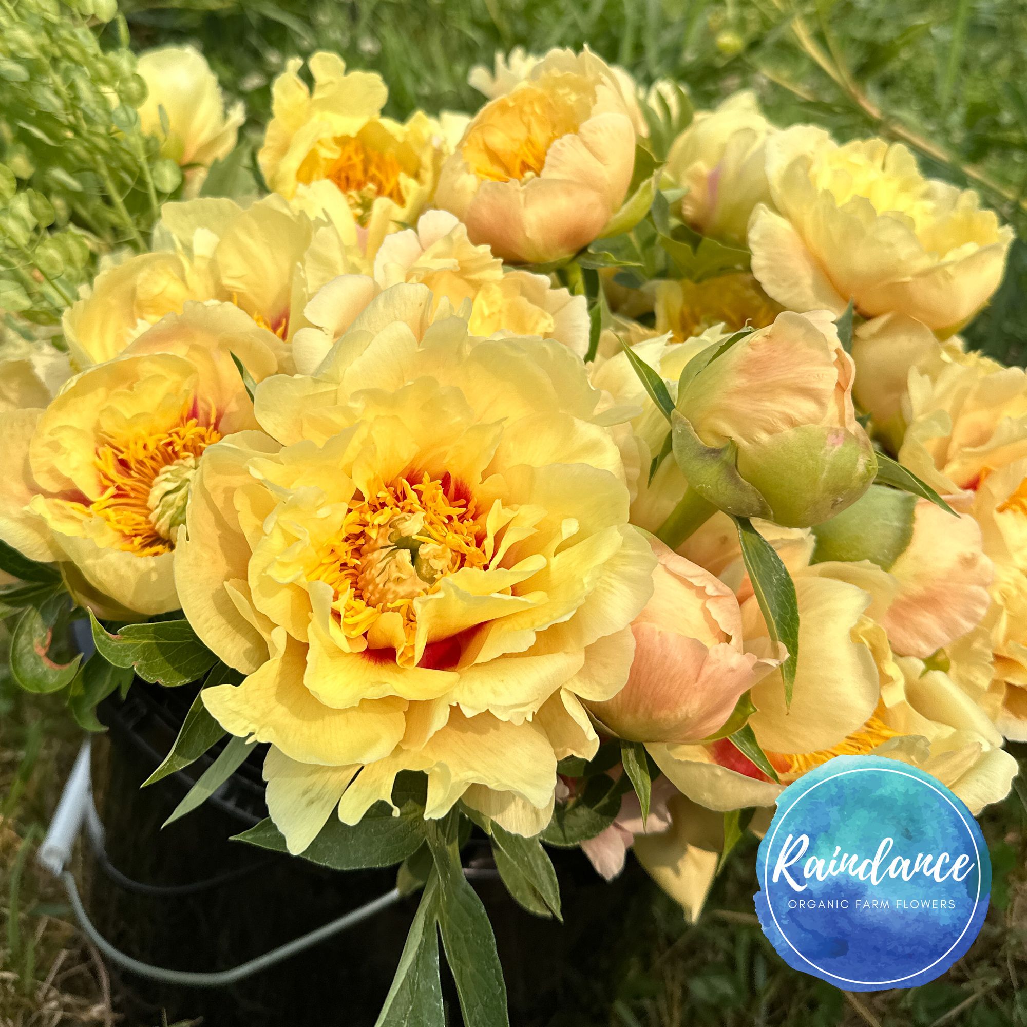 PAEONIA Intersectional Itoh