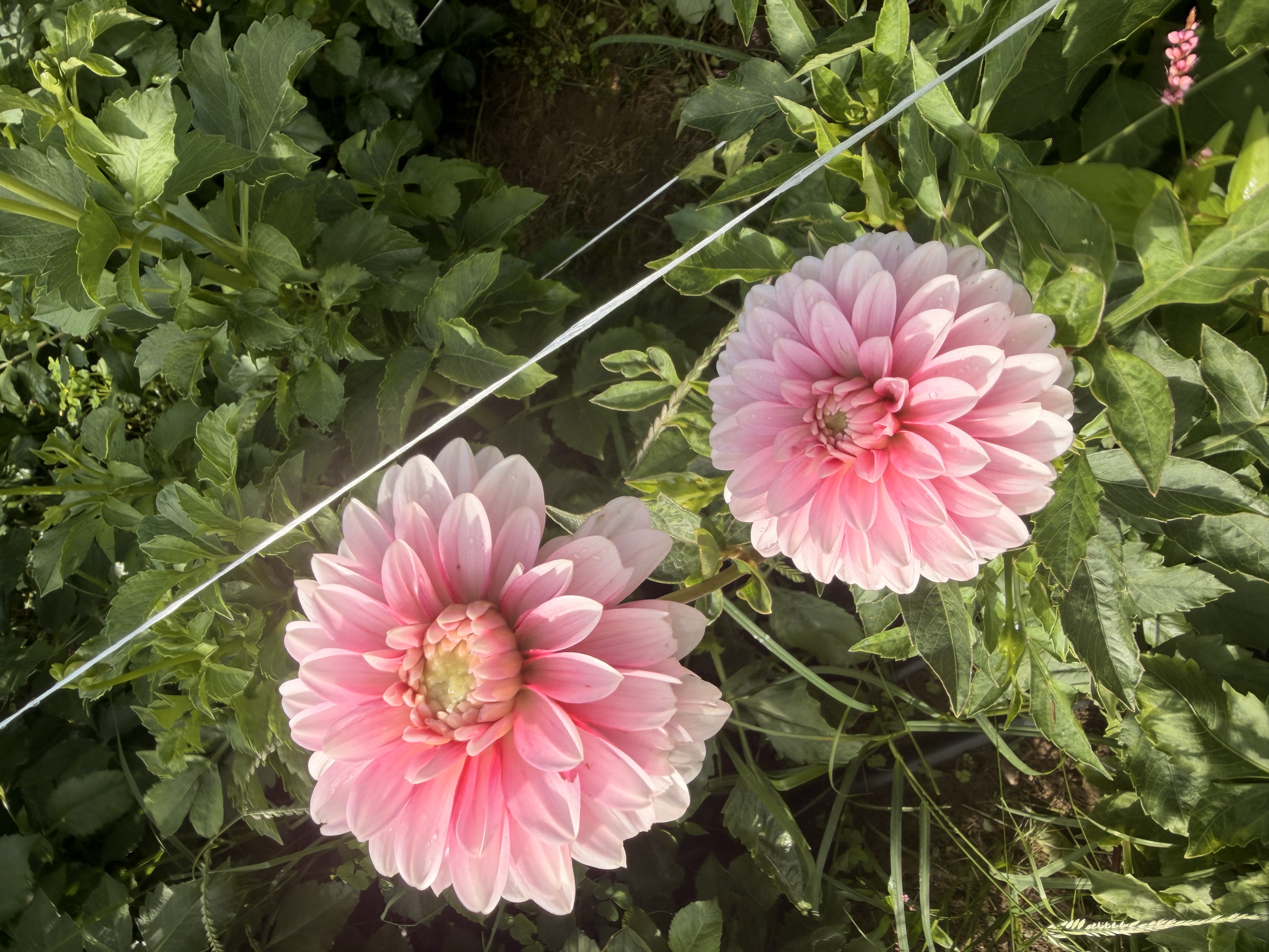 DAHLIA Strawberry Cream