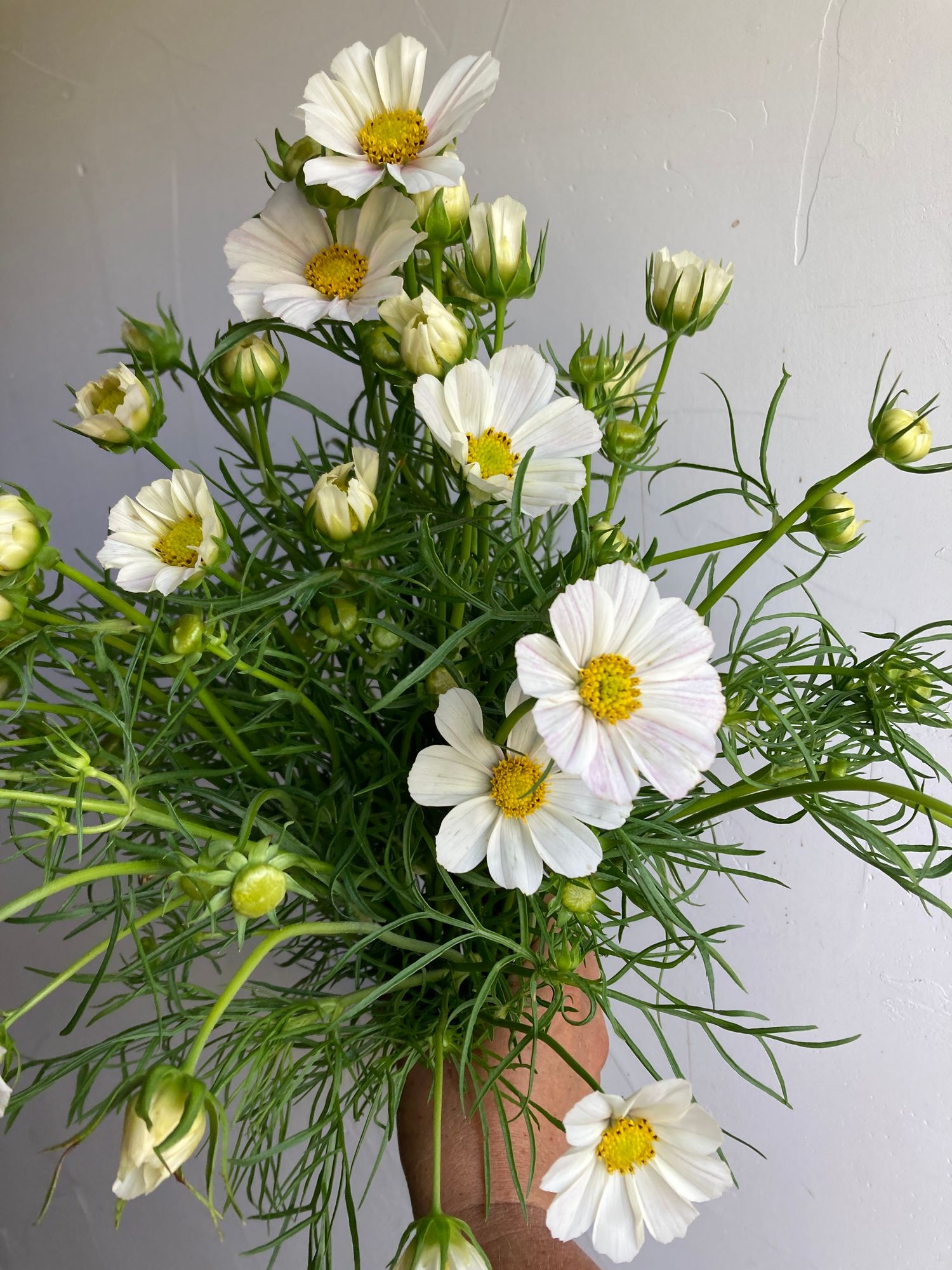 COSMOS bipinnatus Versailles
