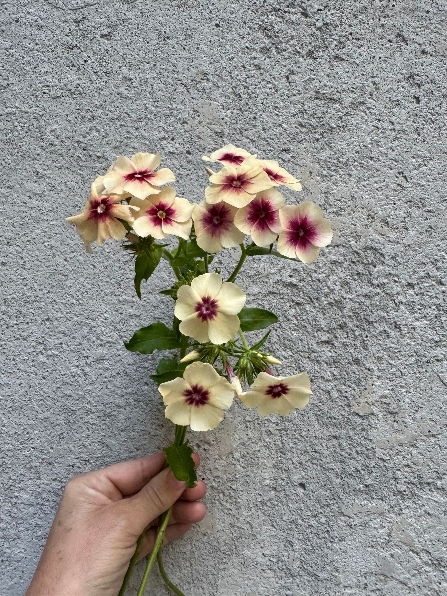 PHLOX drummondii Cherry Caramel