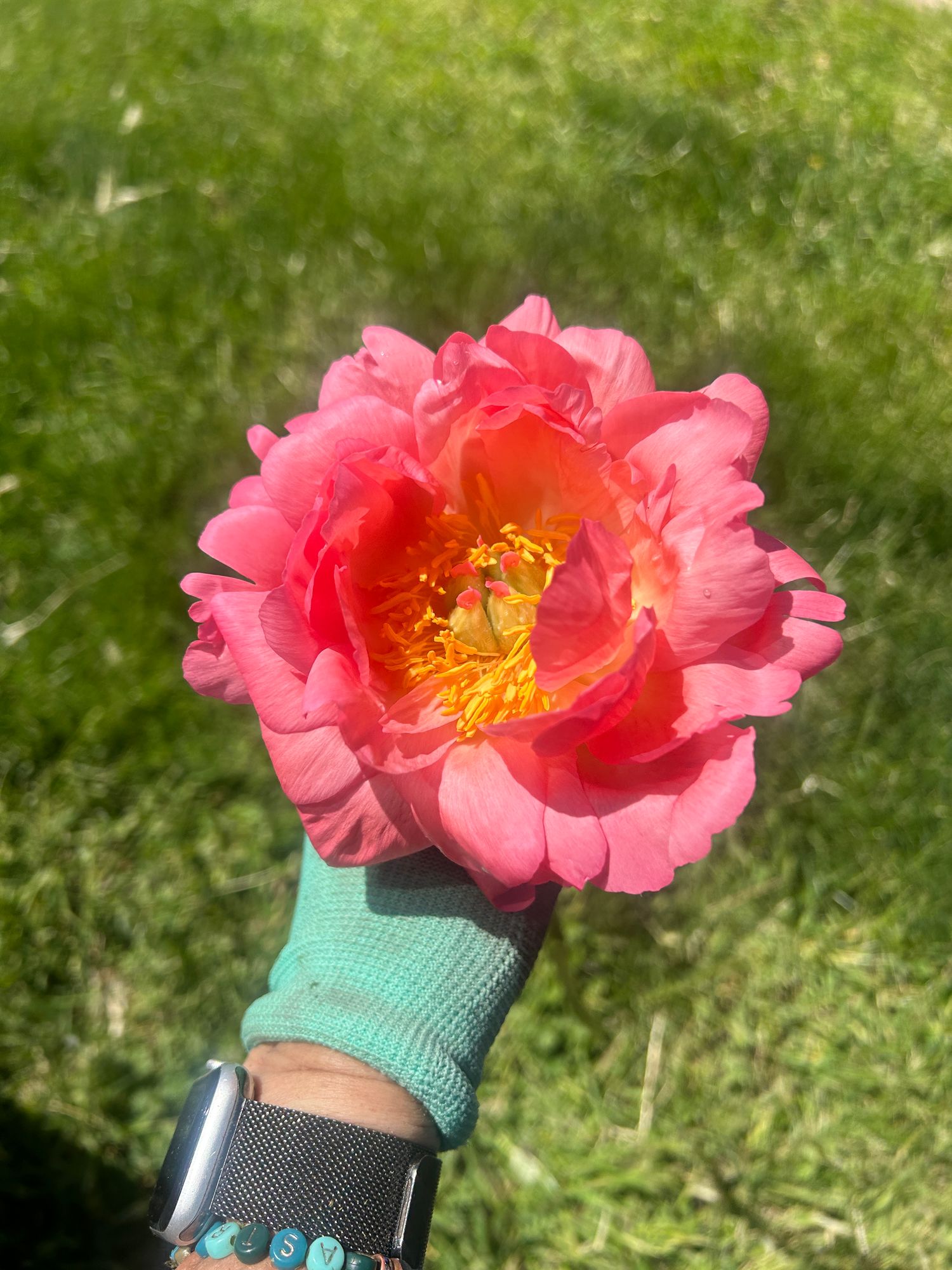 PAEONIA anomala