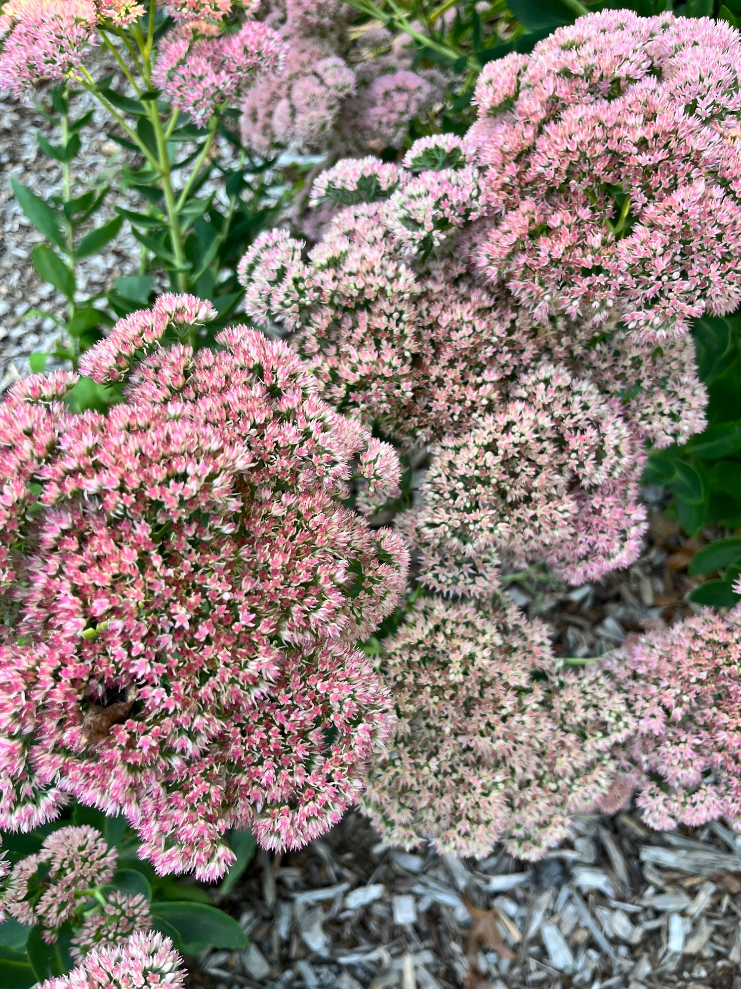 HYLOTELEPHIUM spectabile Autumn Joy