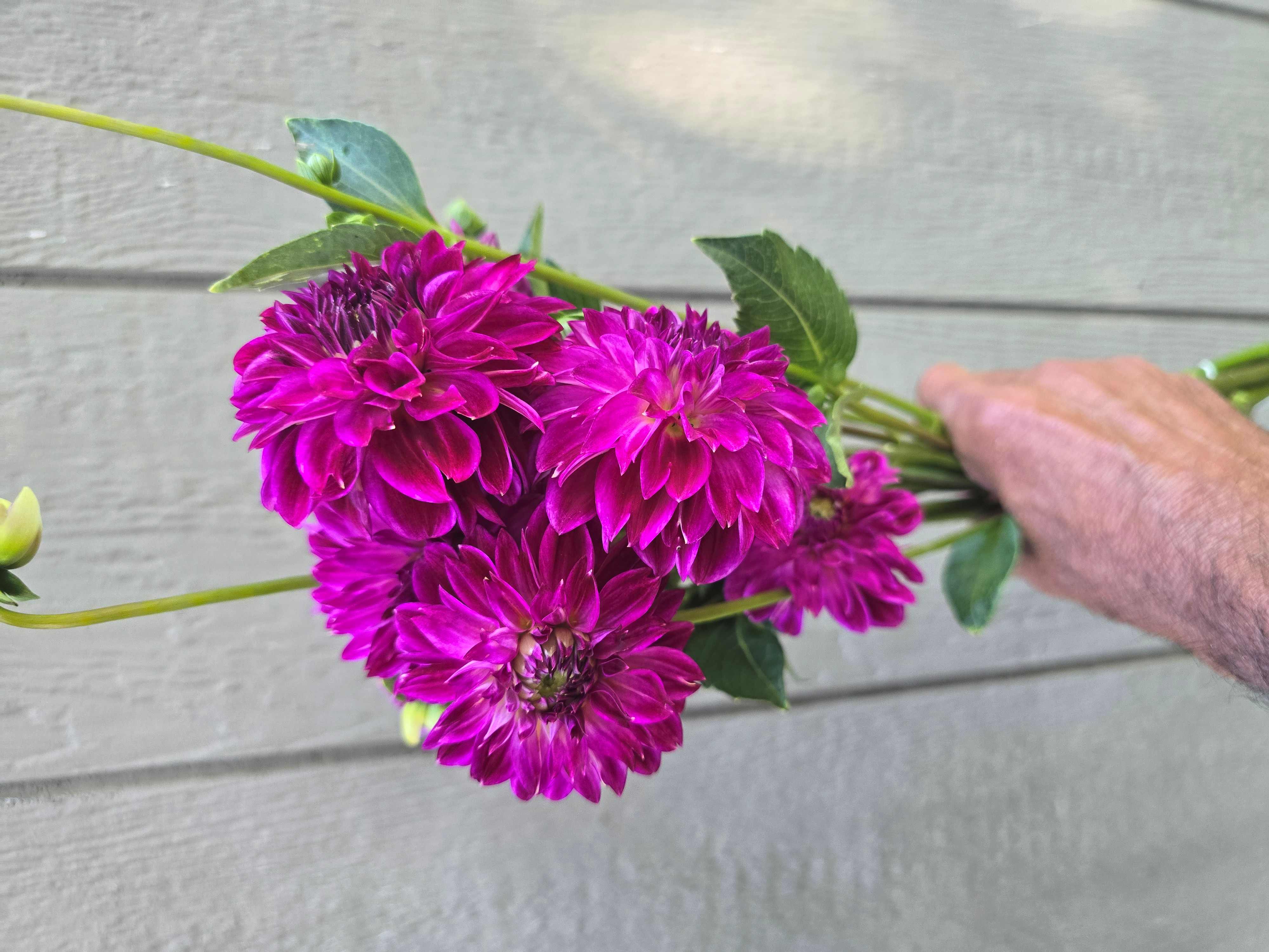 DAHLIA Ball