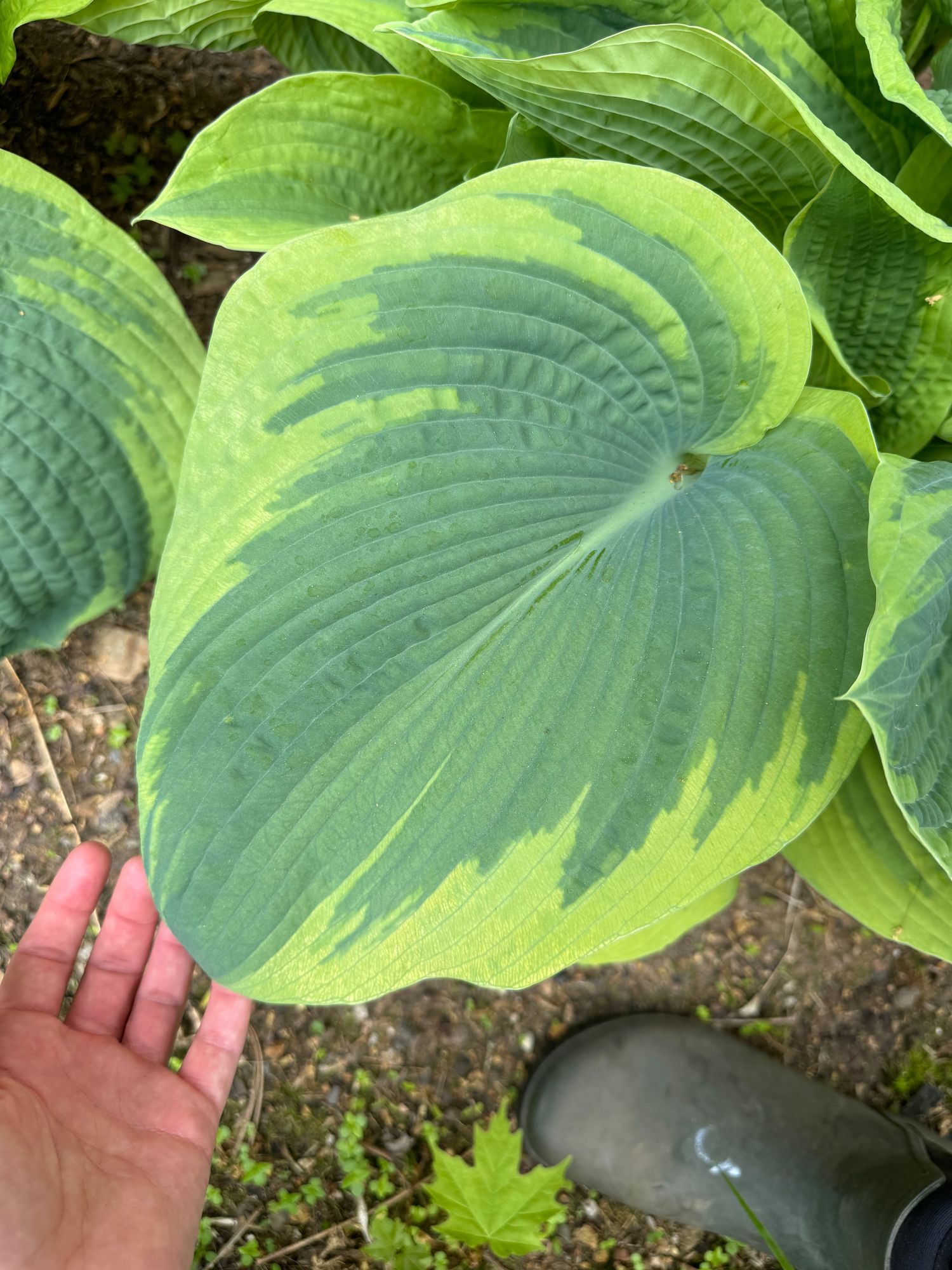 HOSTA elata