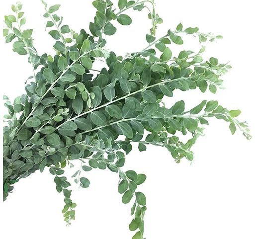 ACACIA podalyriifolia Pearl