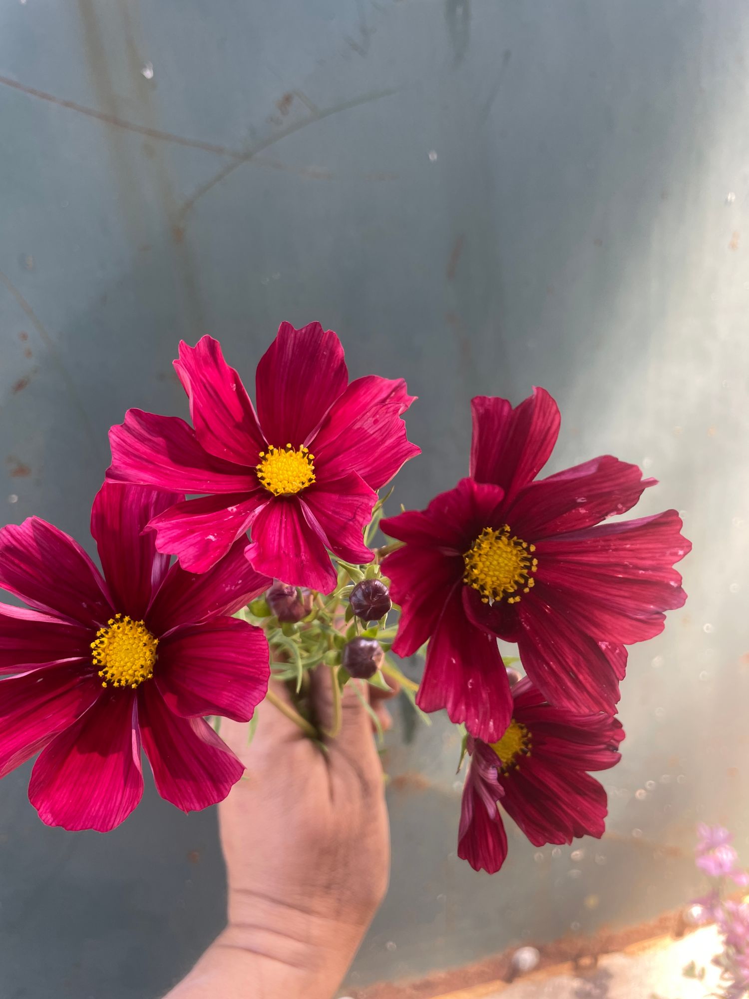 COSMOS bipinnatus Rubenza