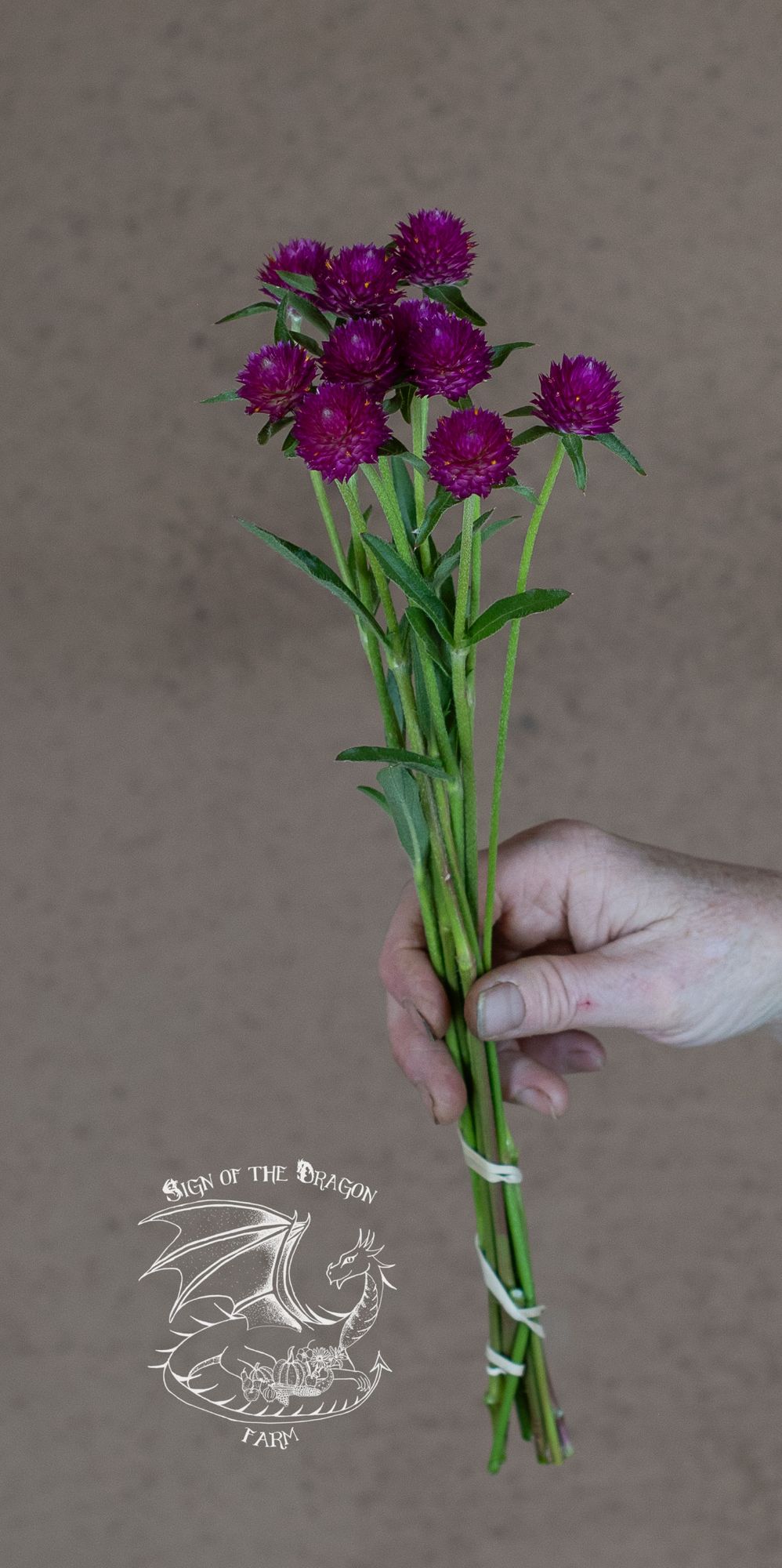 GOMPHRENA haageana QIS Carmine