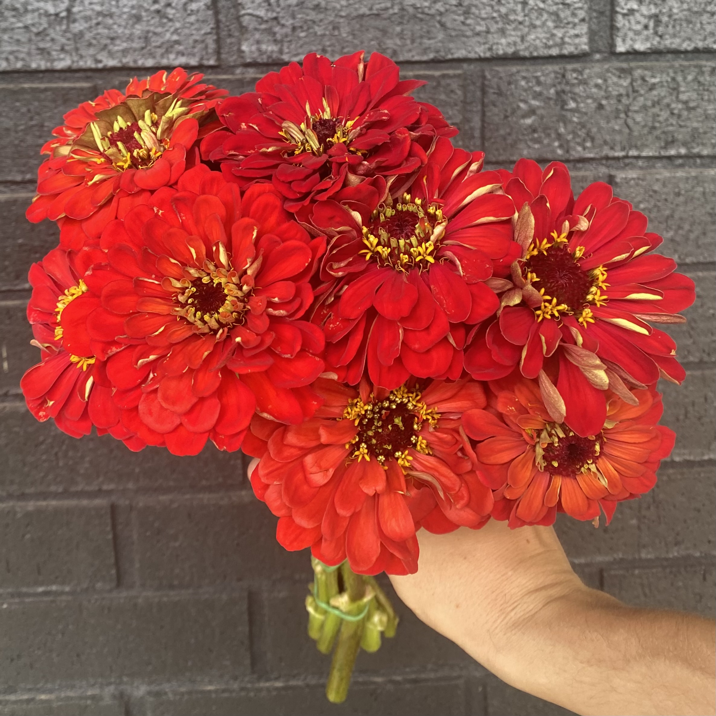 ZINNIA elegans Benary's Giant Scarlet