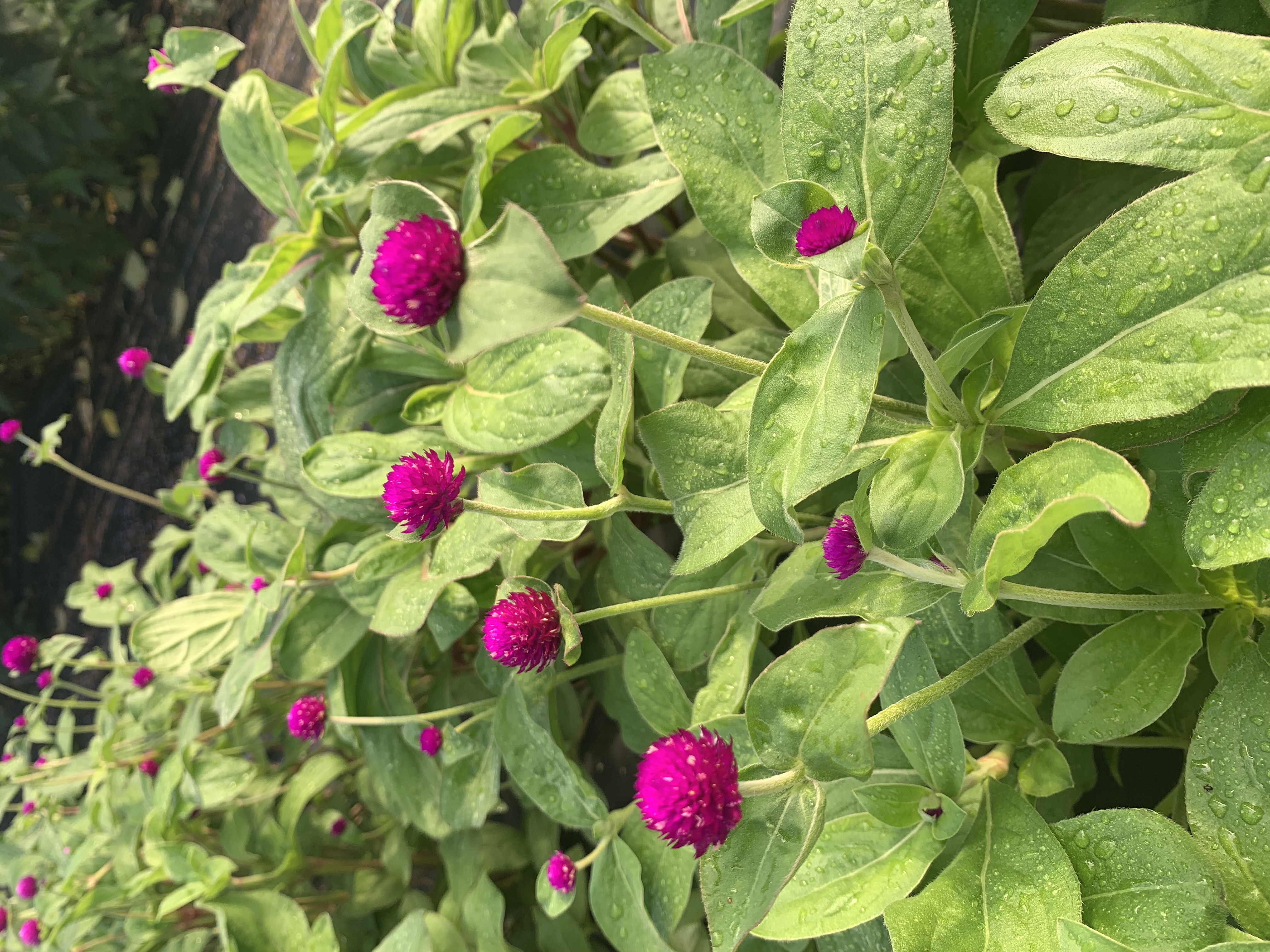 GOMPHRENA globosa Audray