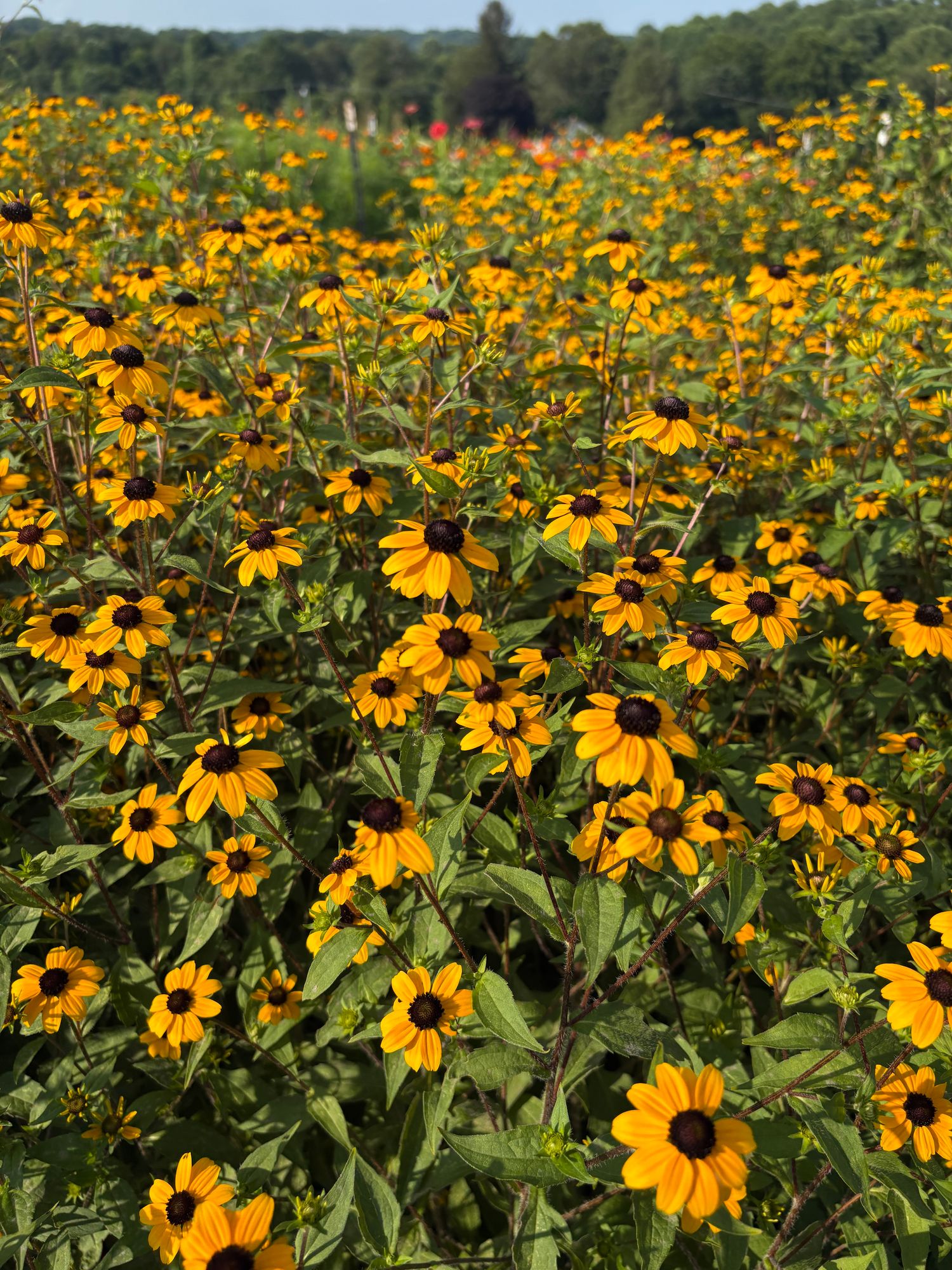 RUDBECKIA triloba