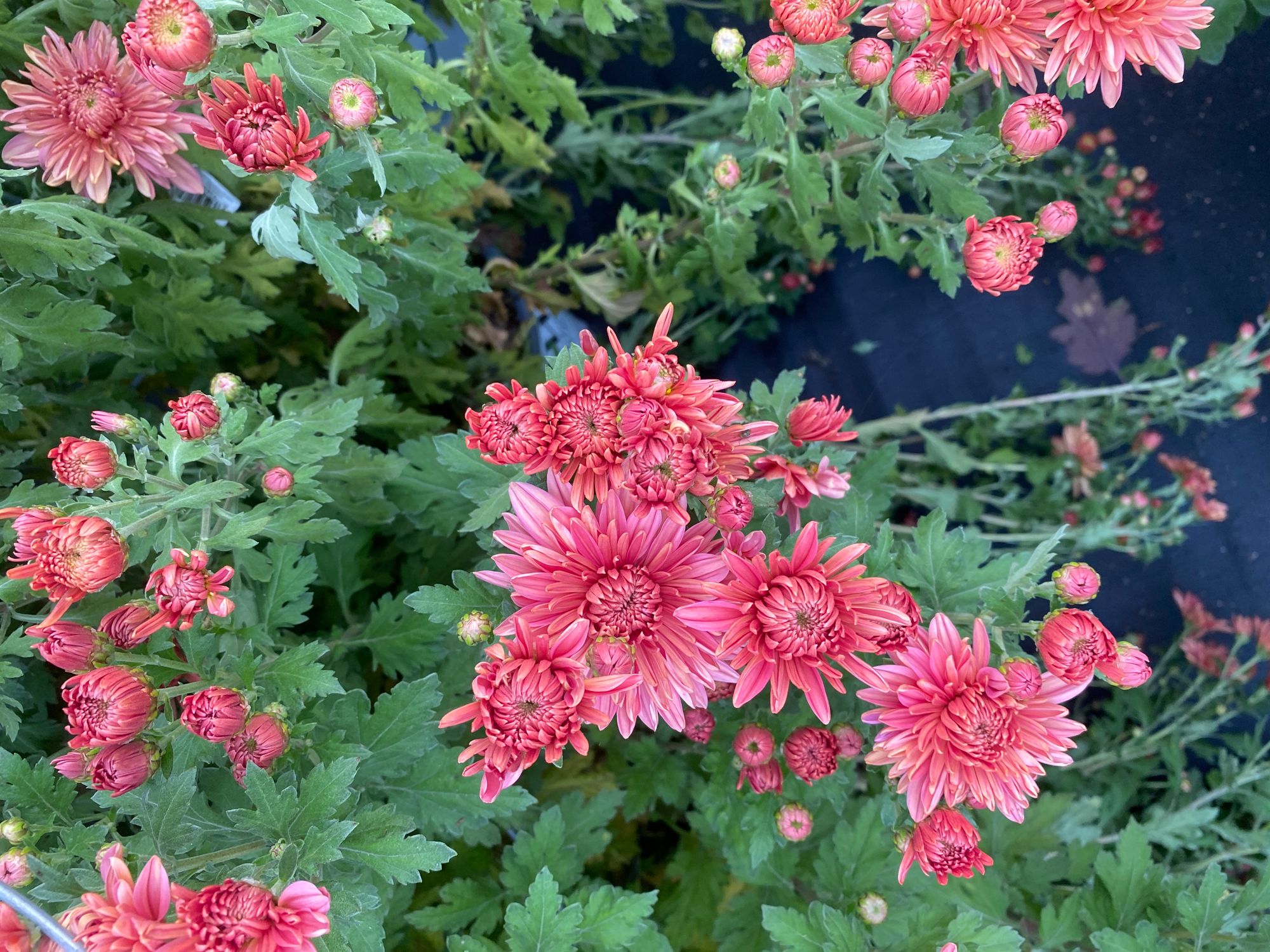 CHRYSANTHEMUM