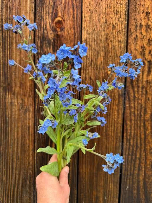 CYNOGLOSSUM amabile Marilyn