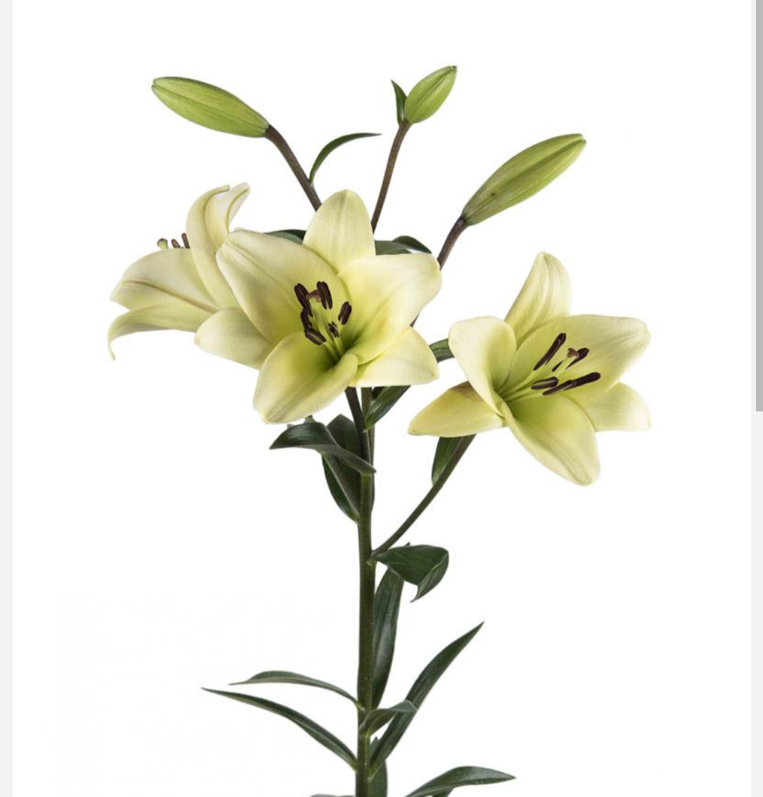 LILIUM longiflorum x asiatic Courier