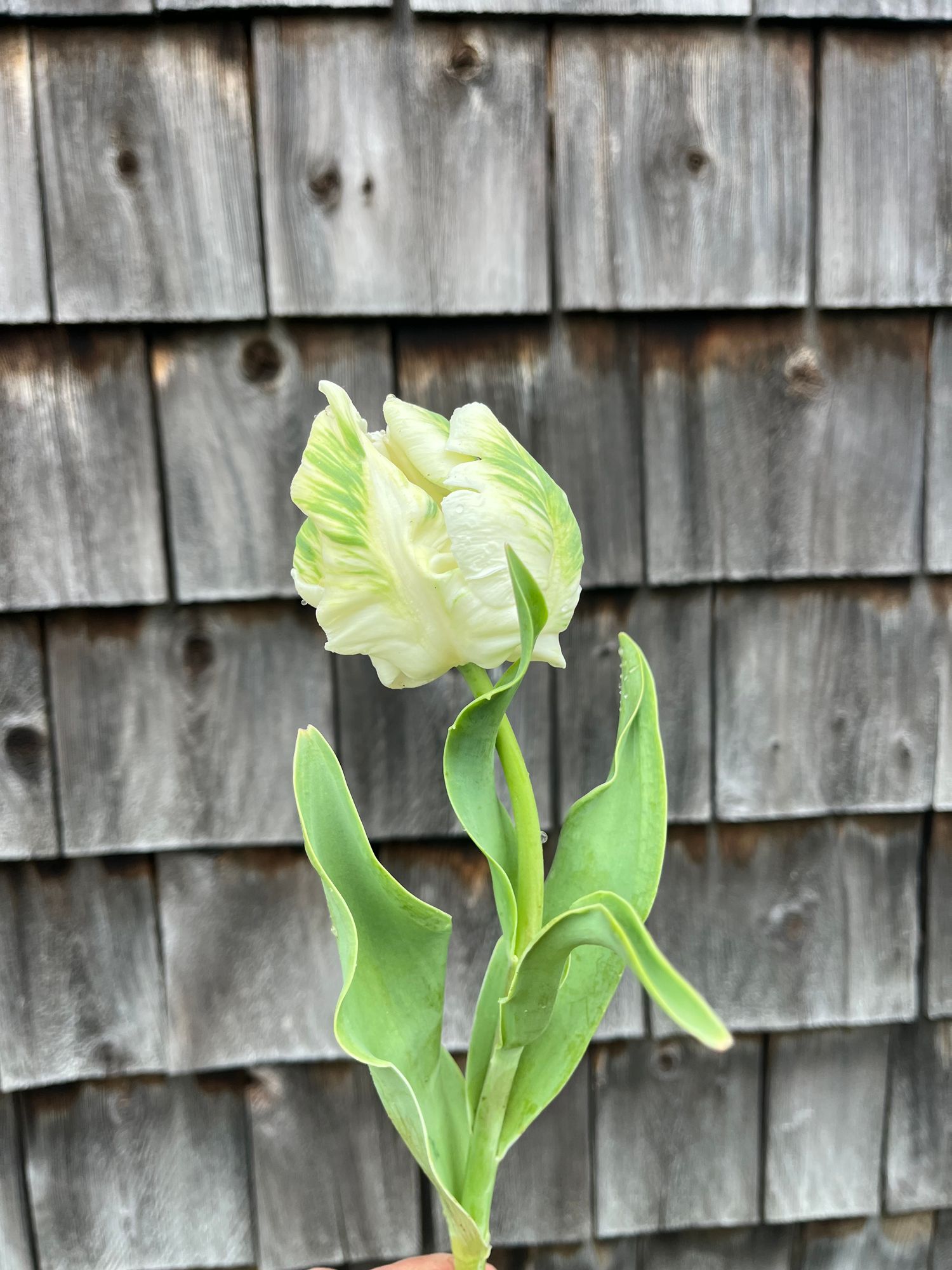 TULIPA Super Parrot