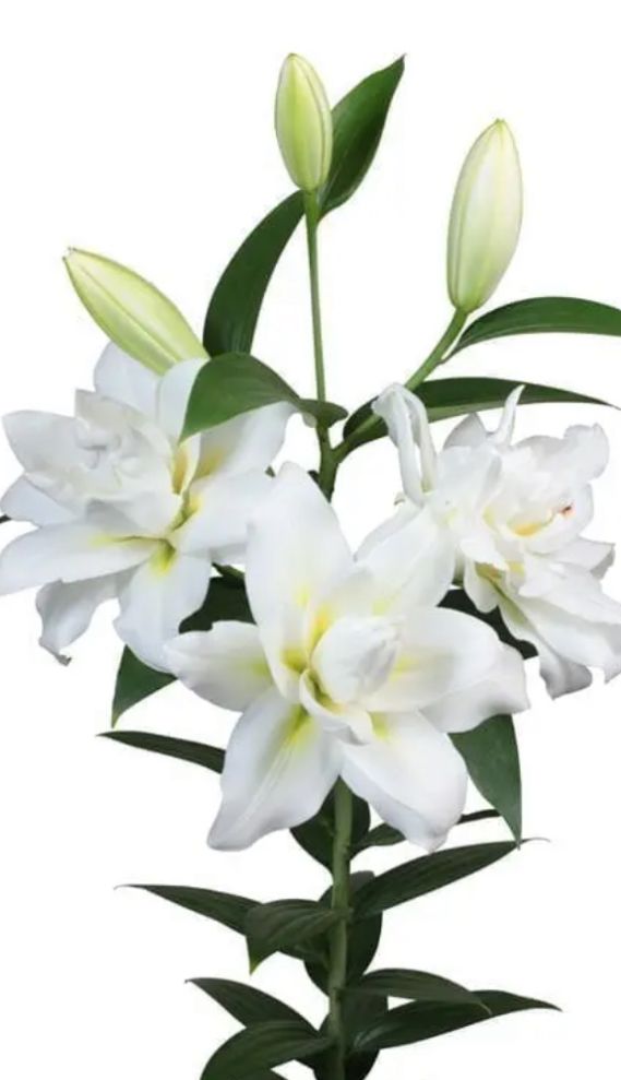LILIUM x orientalis Blizzard