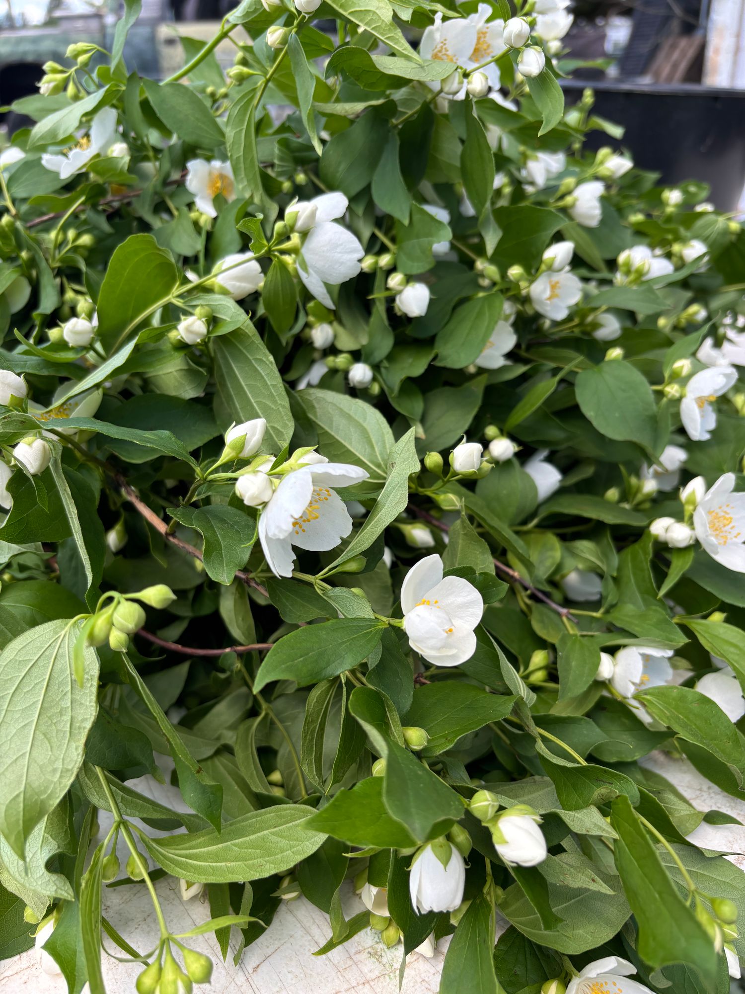 PHILADELPHUS