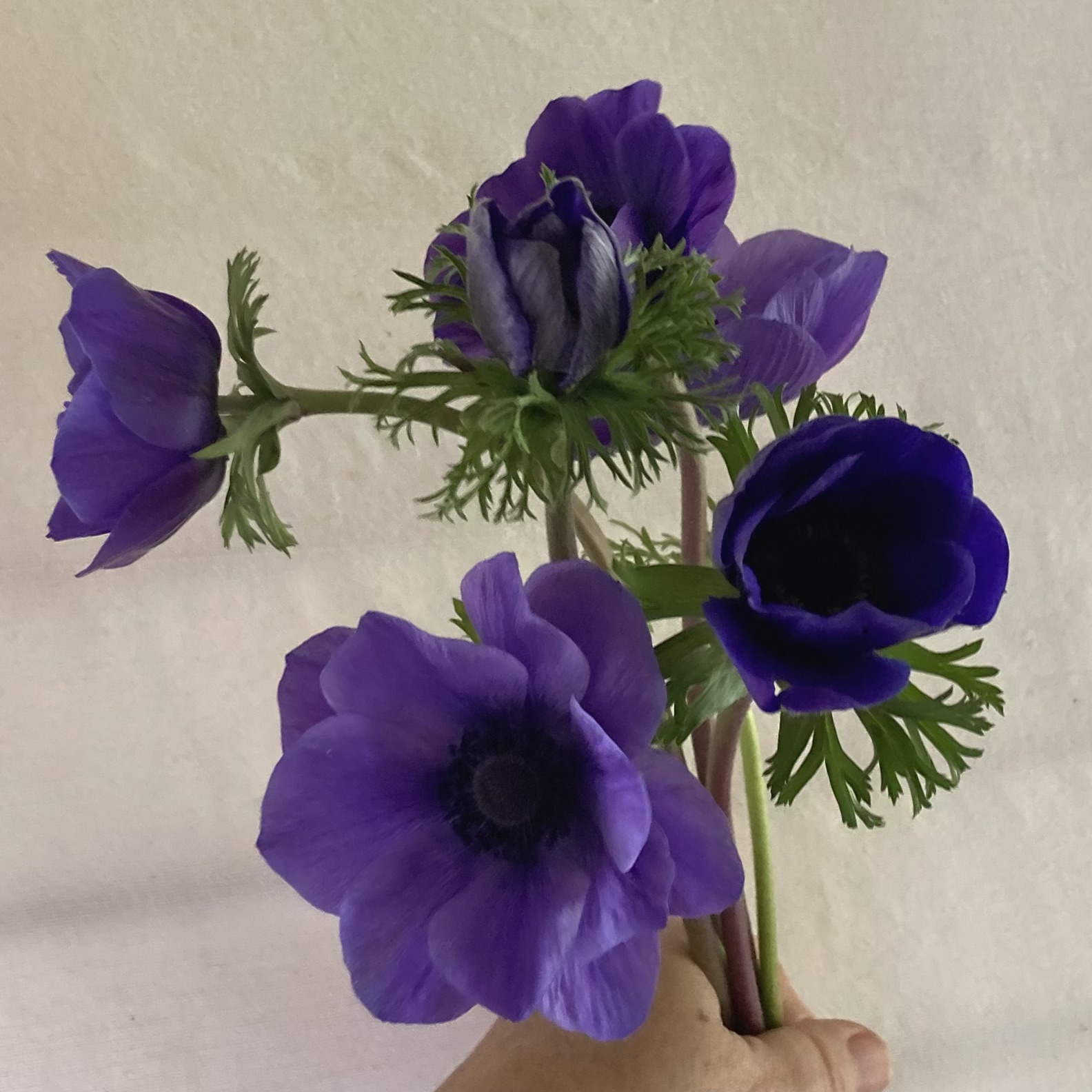 ANEMONE coronaria De Caen Blue