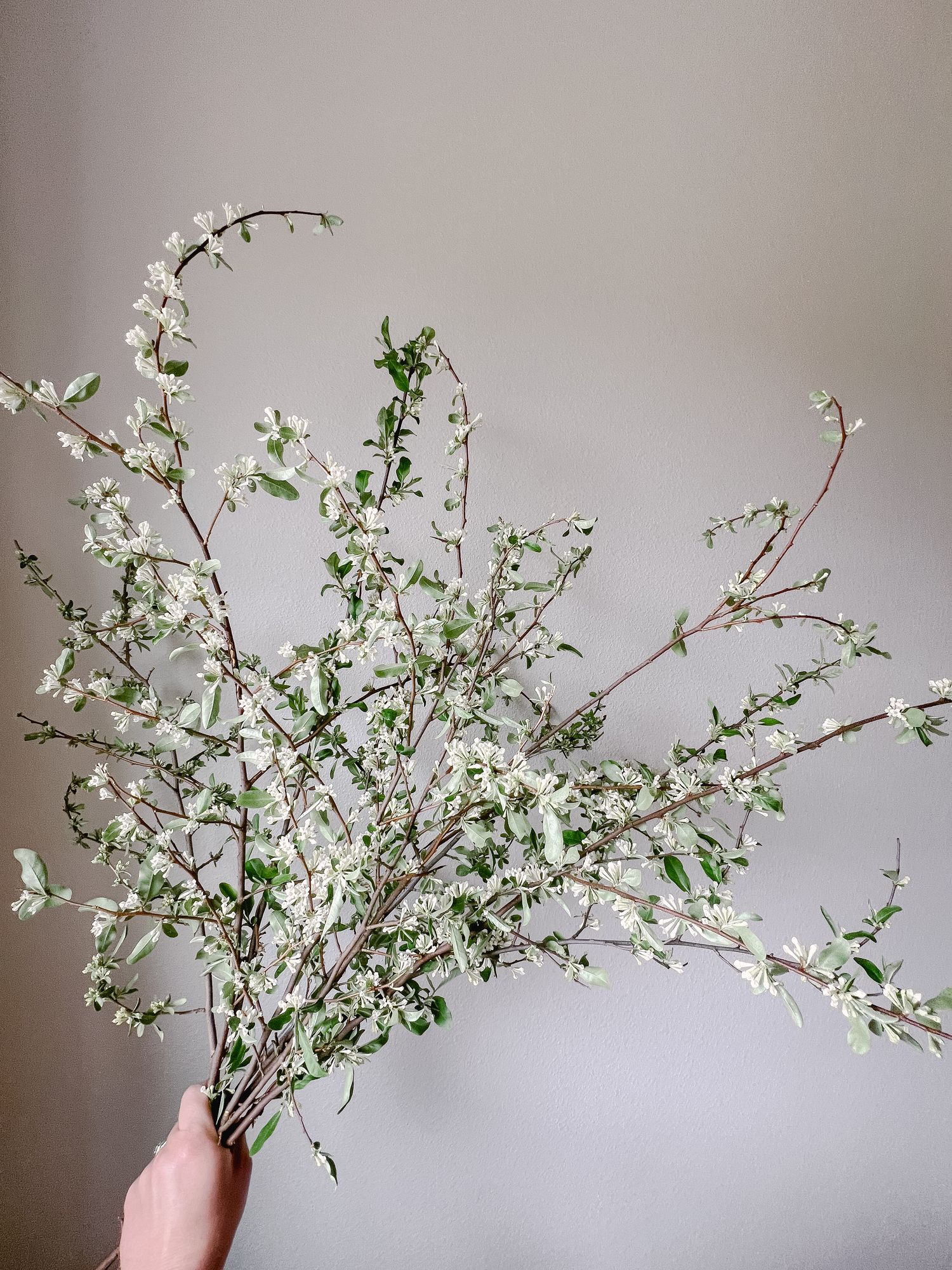 ELAEAGNUS umbellata