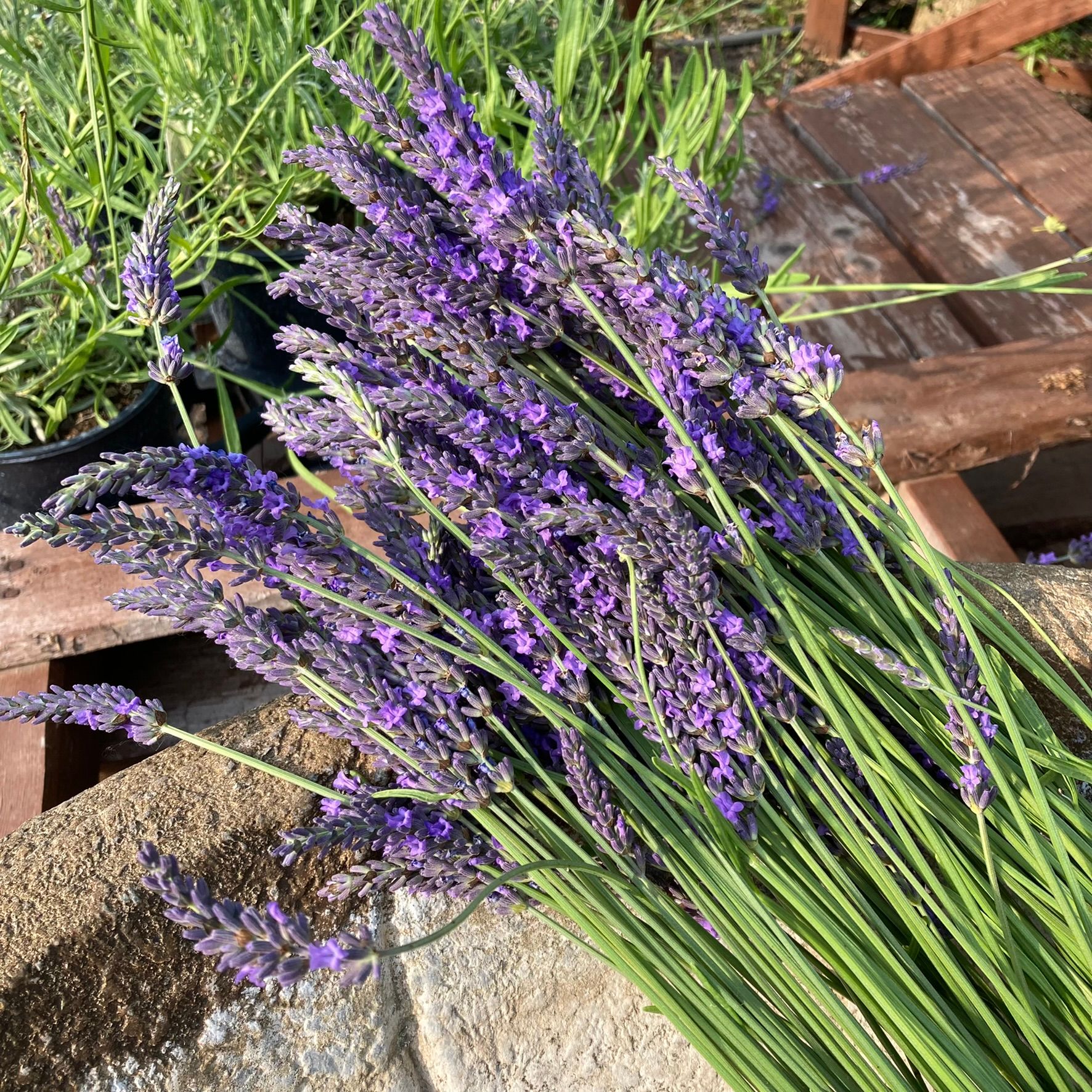 LAVENDULA x intermedia Phenomenal