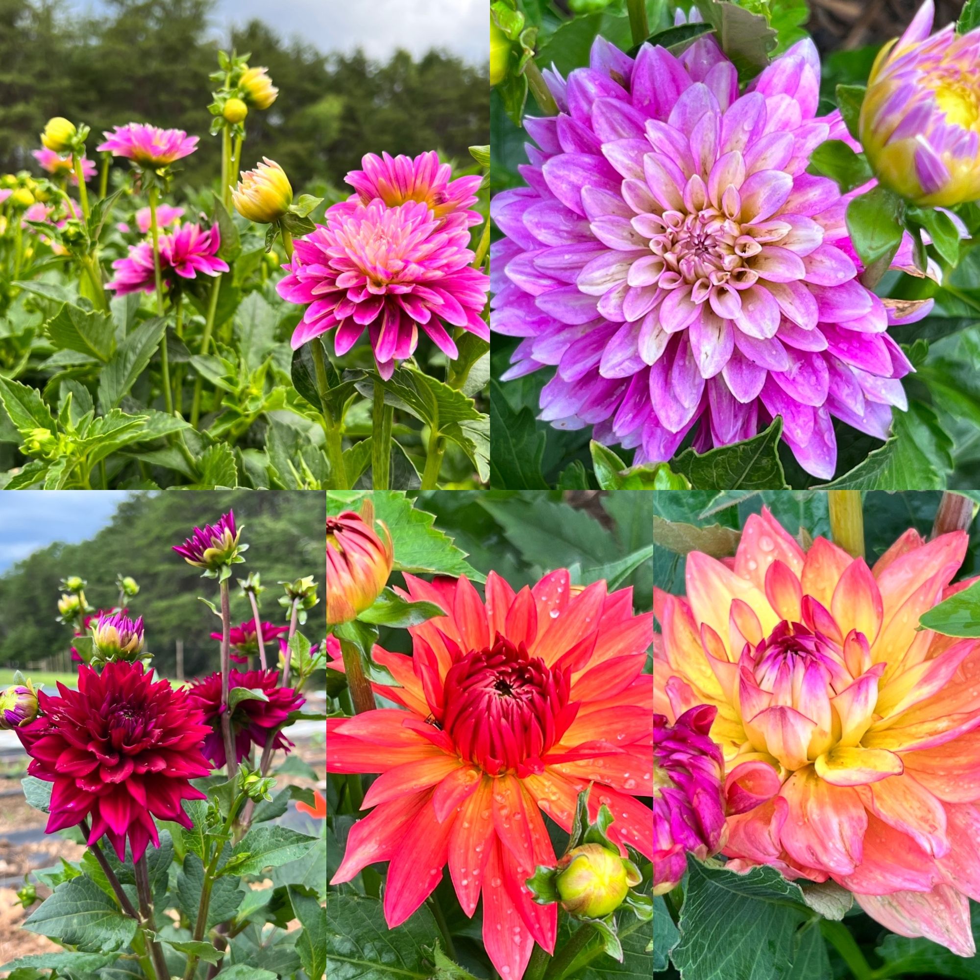 DAHLIA