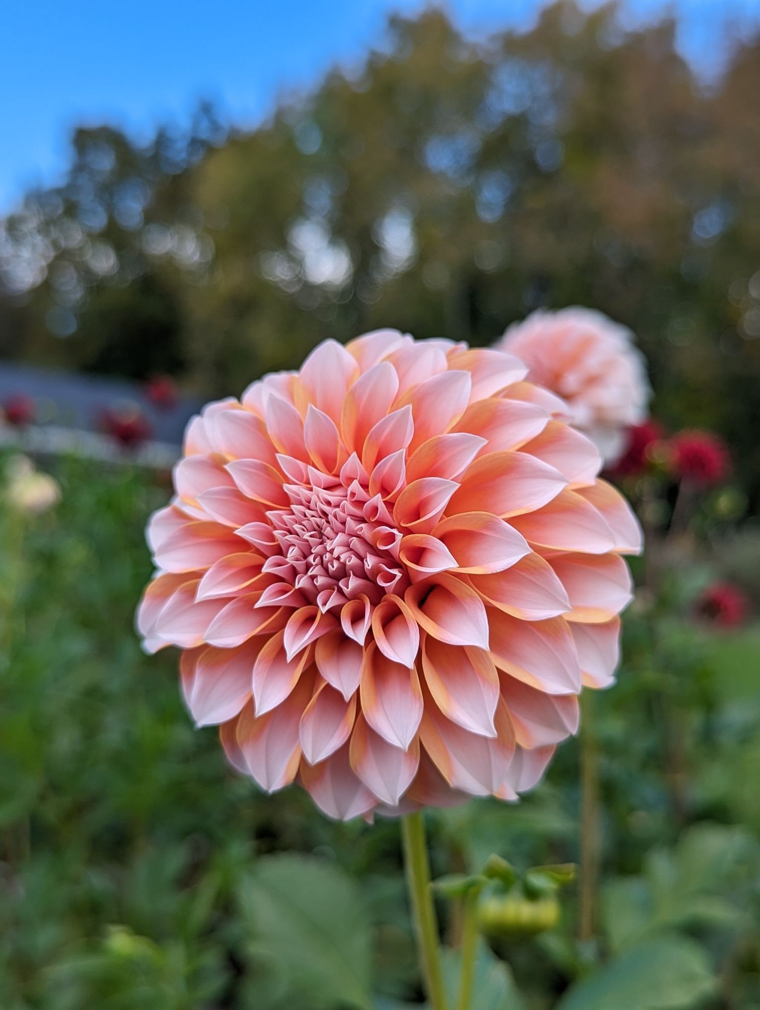 DAHLIA Peaches n Cream