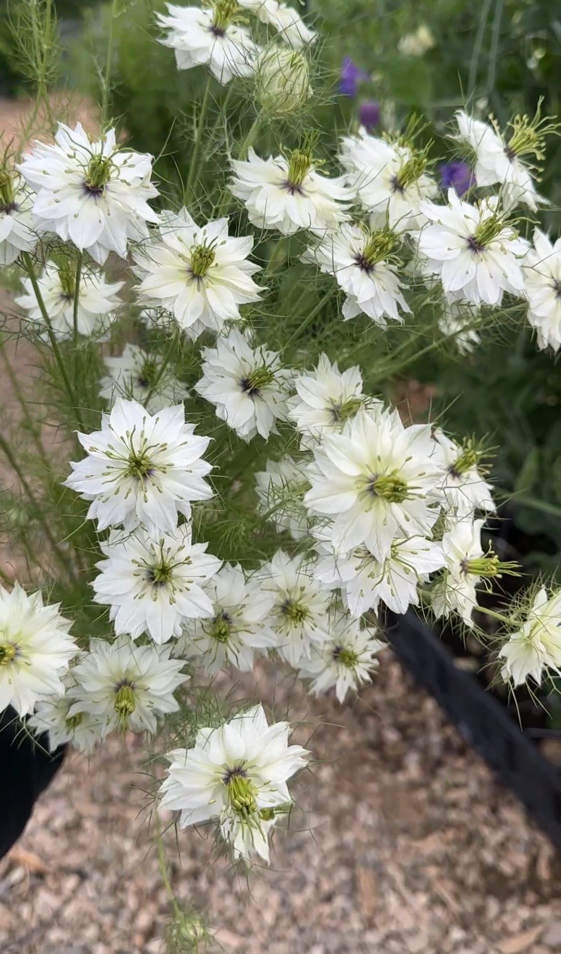 NIGELLA