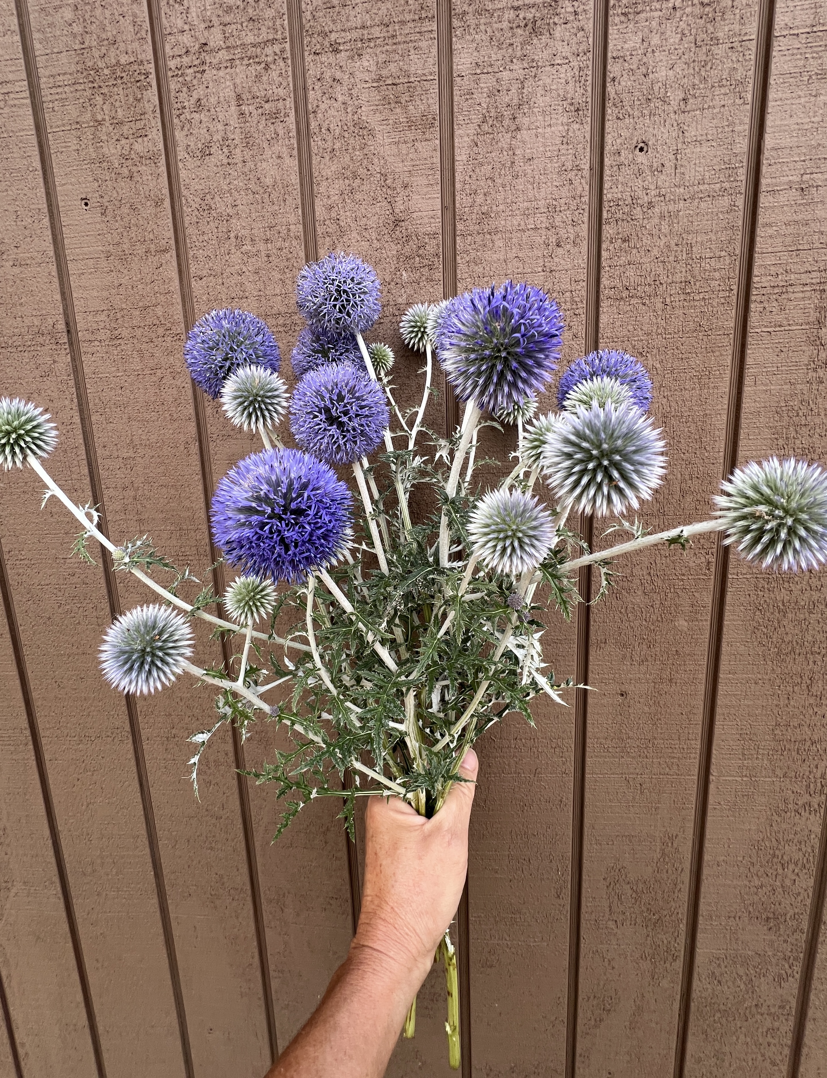 ECHINOPS bannaticus