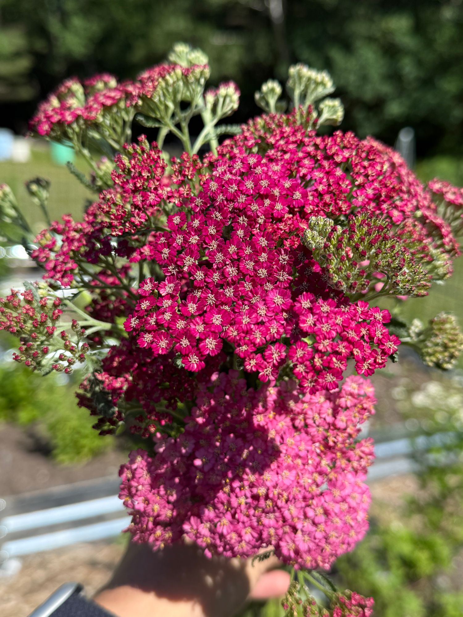 ACHILLEA millefolium Favorite Berries