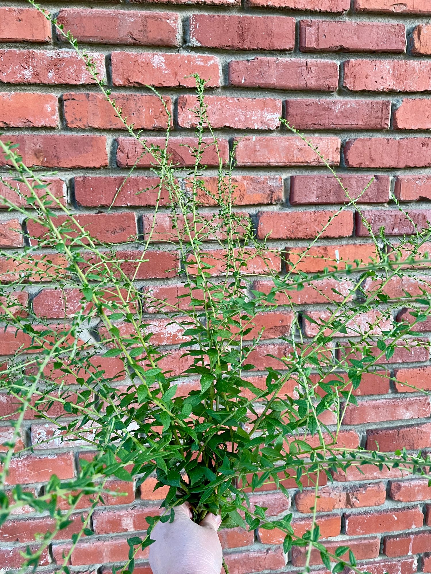 SOLIDAGO rugosa Fireworks