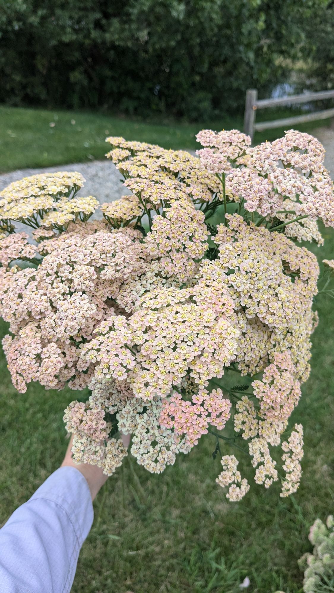 ACHILLEA millefolium Terracotta