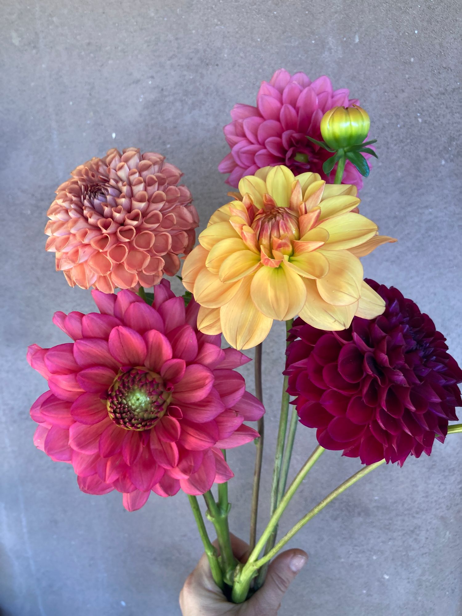 DAHLIA