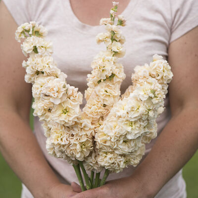 MATTHIOLA incana Apricot