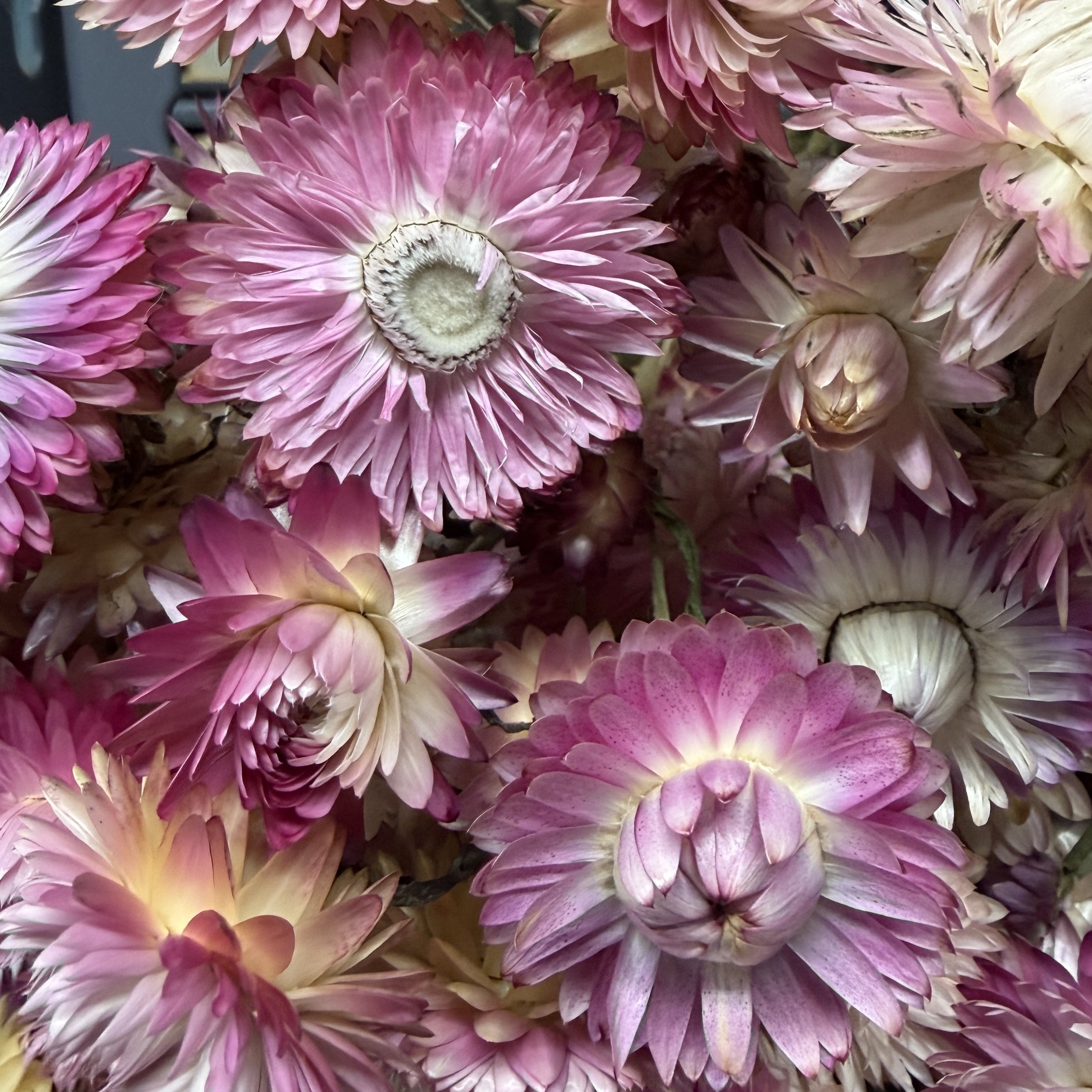 XEROCHRYSUM bracteatum